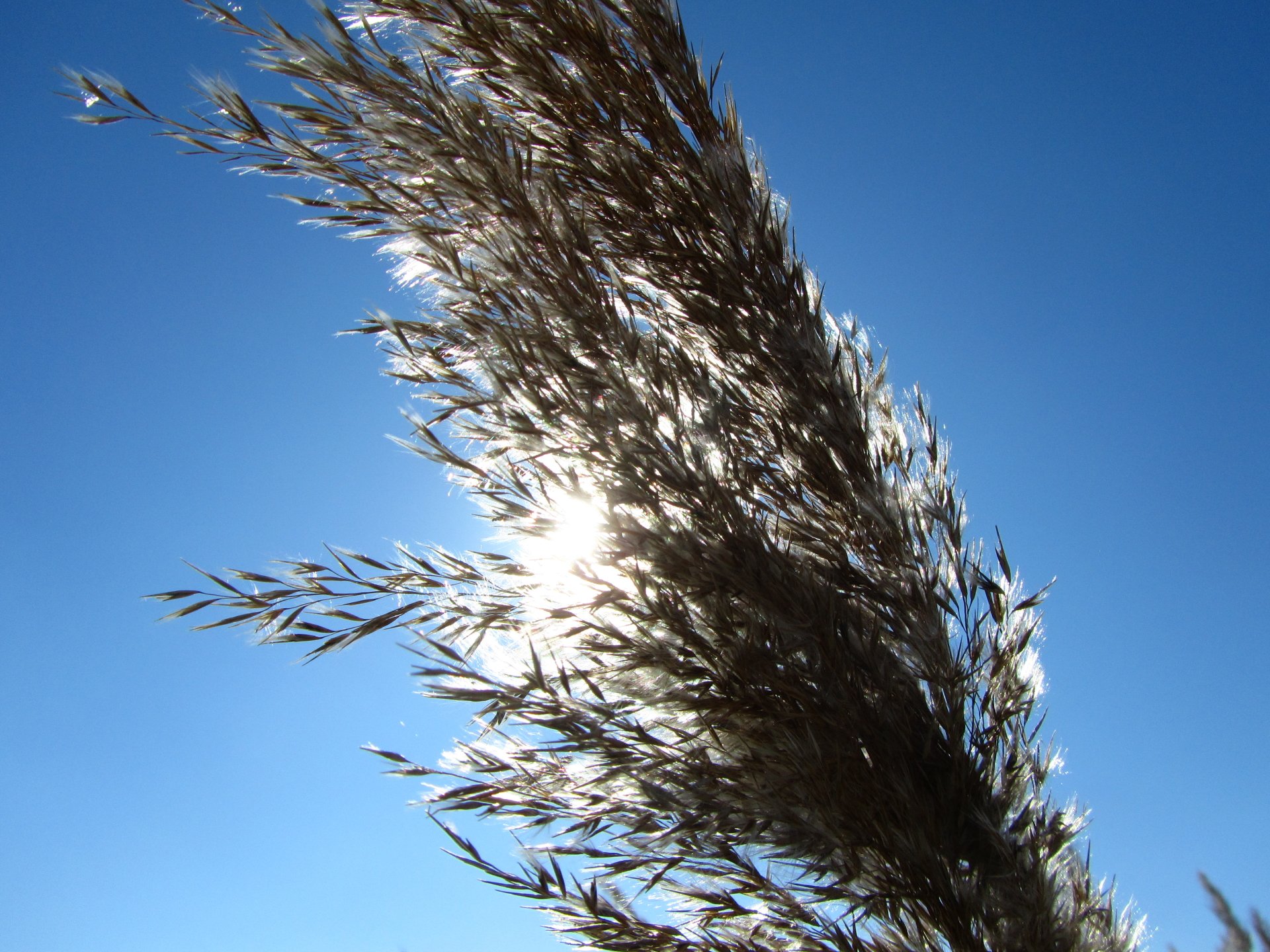 Download Nature Sunbeam Image