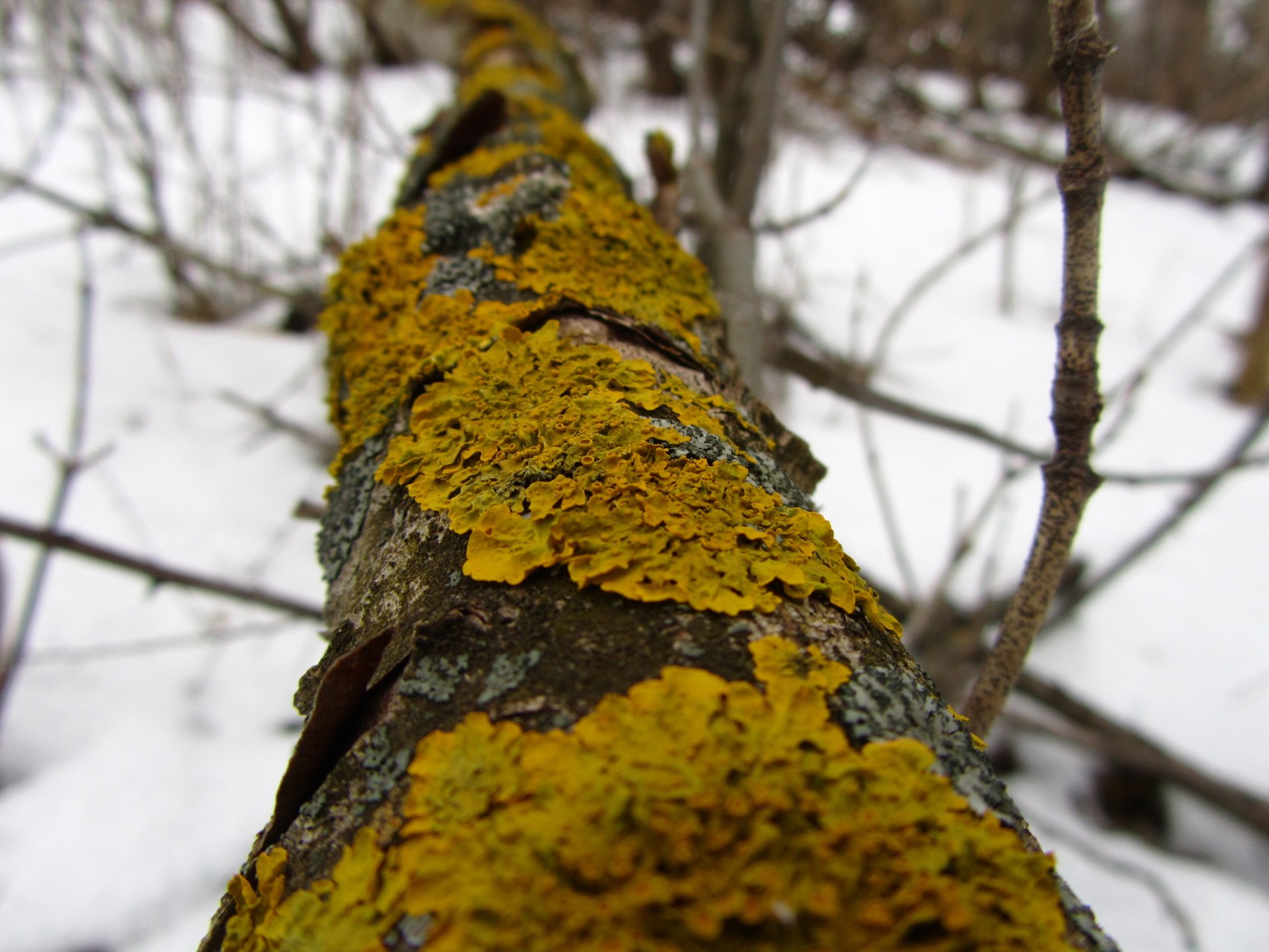 Download Nature Moss Image