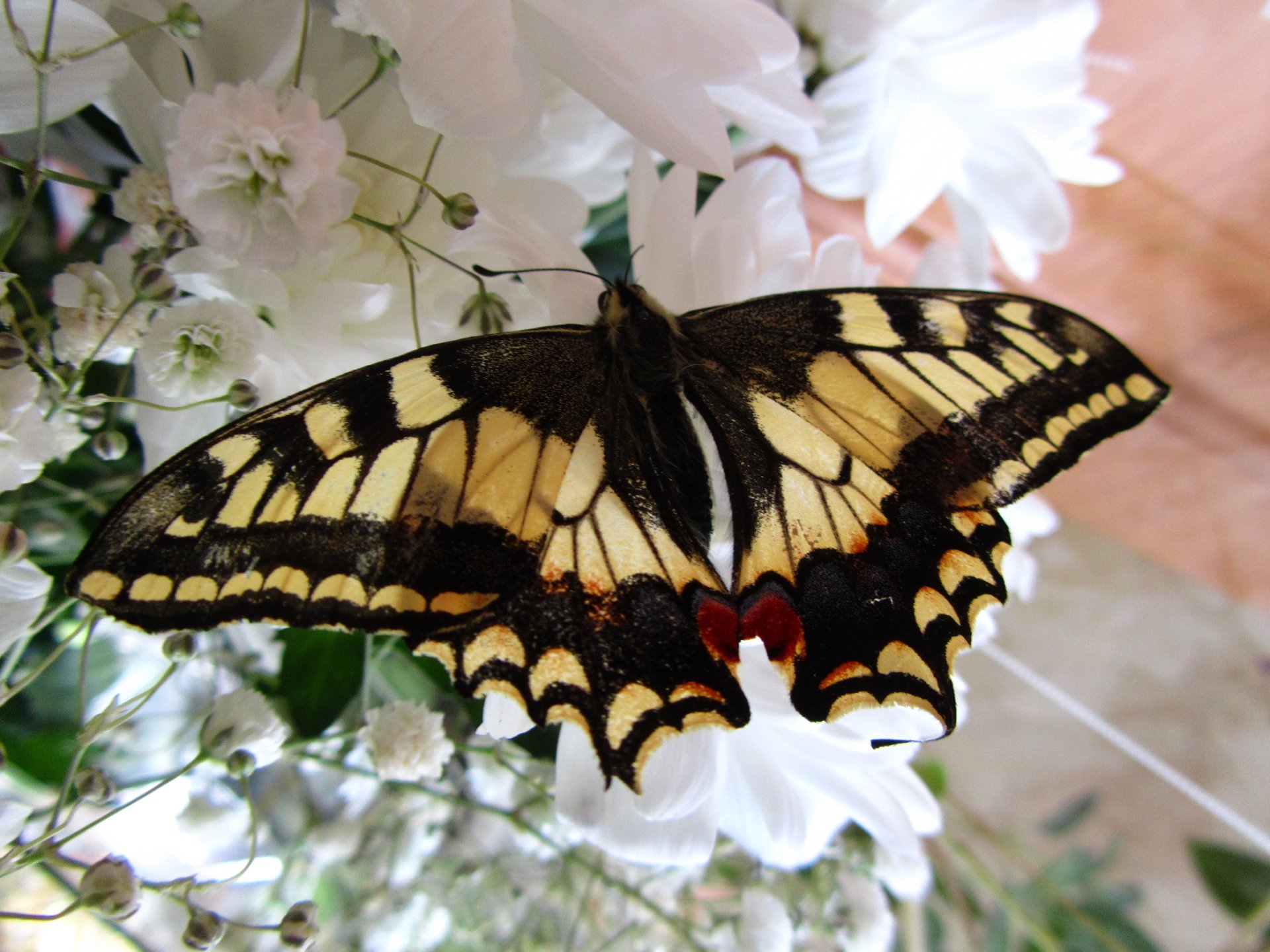 A butterfly with striking yellow and black patterns rests on delicate white flowers, showcasing its vibrant wings against a soft floral backdrop.