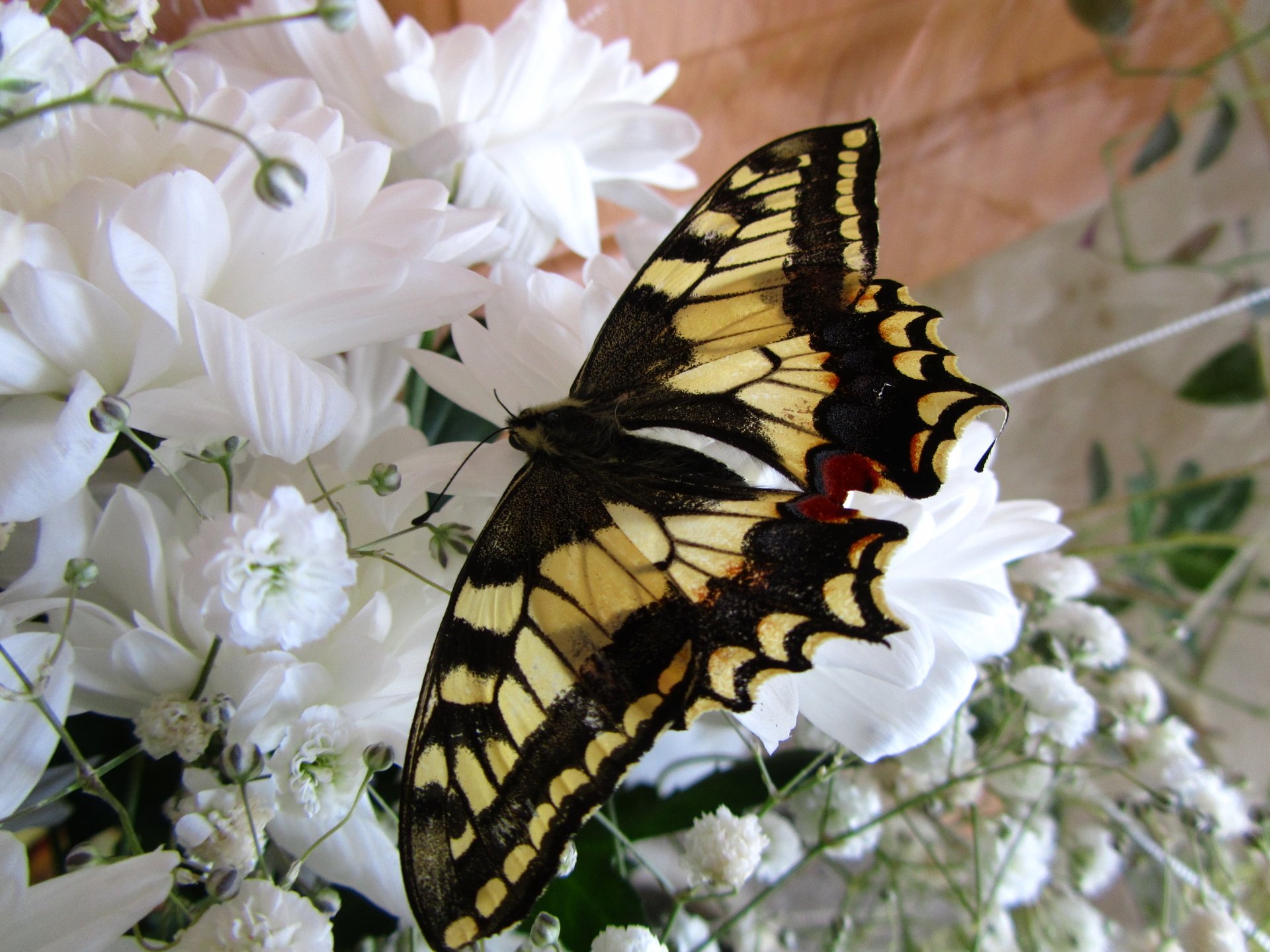 A vibrant butterfly rests on a bouquet of white flowers, showcasing its striking yellow and black wings, surrounded by delicate greenery.