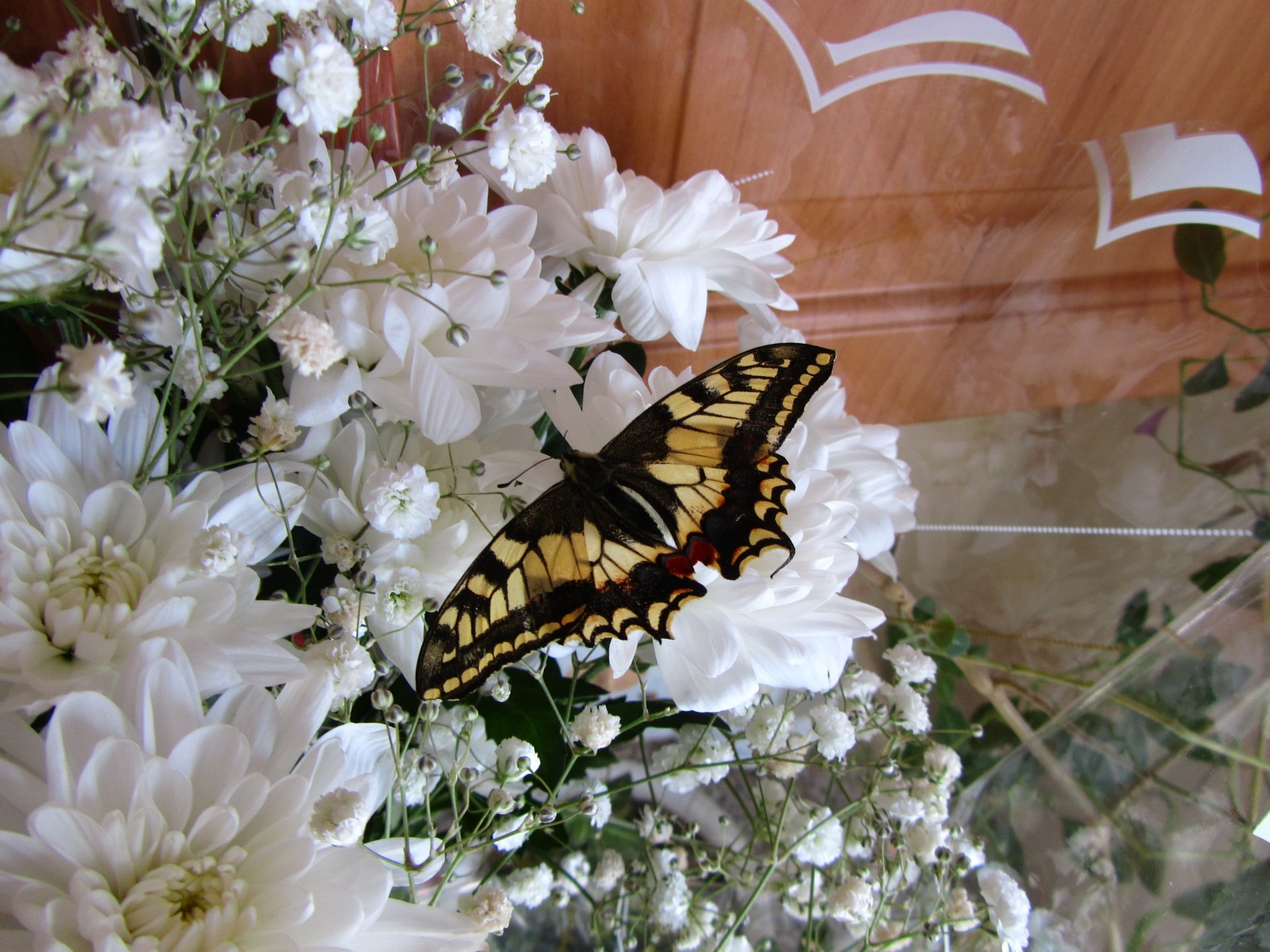A striking butterfly with yellow and black markings rests on a bouquet of white flowers, capturing a serene moment in nature's beauty.