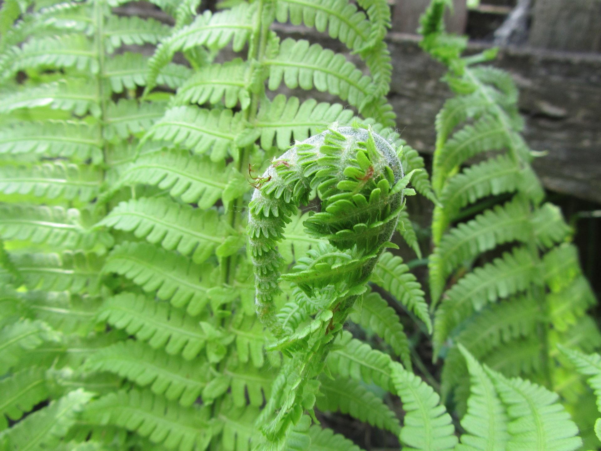 nature fern Image