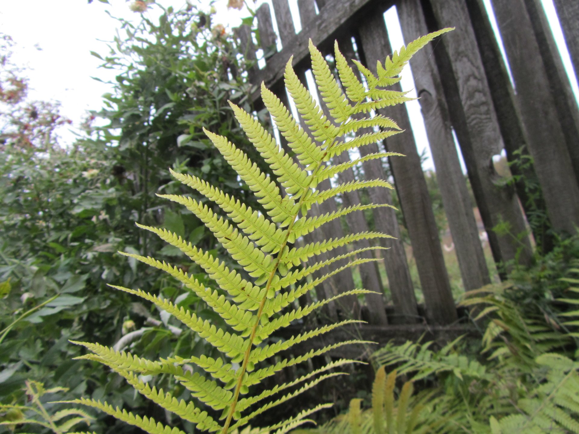 nature fern Image