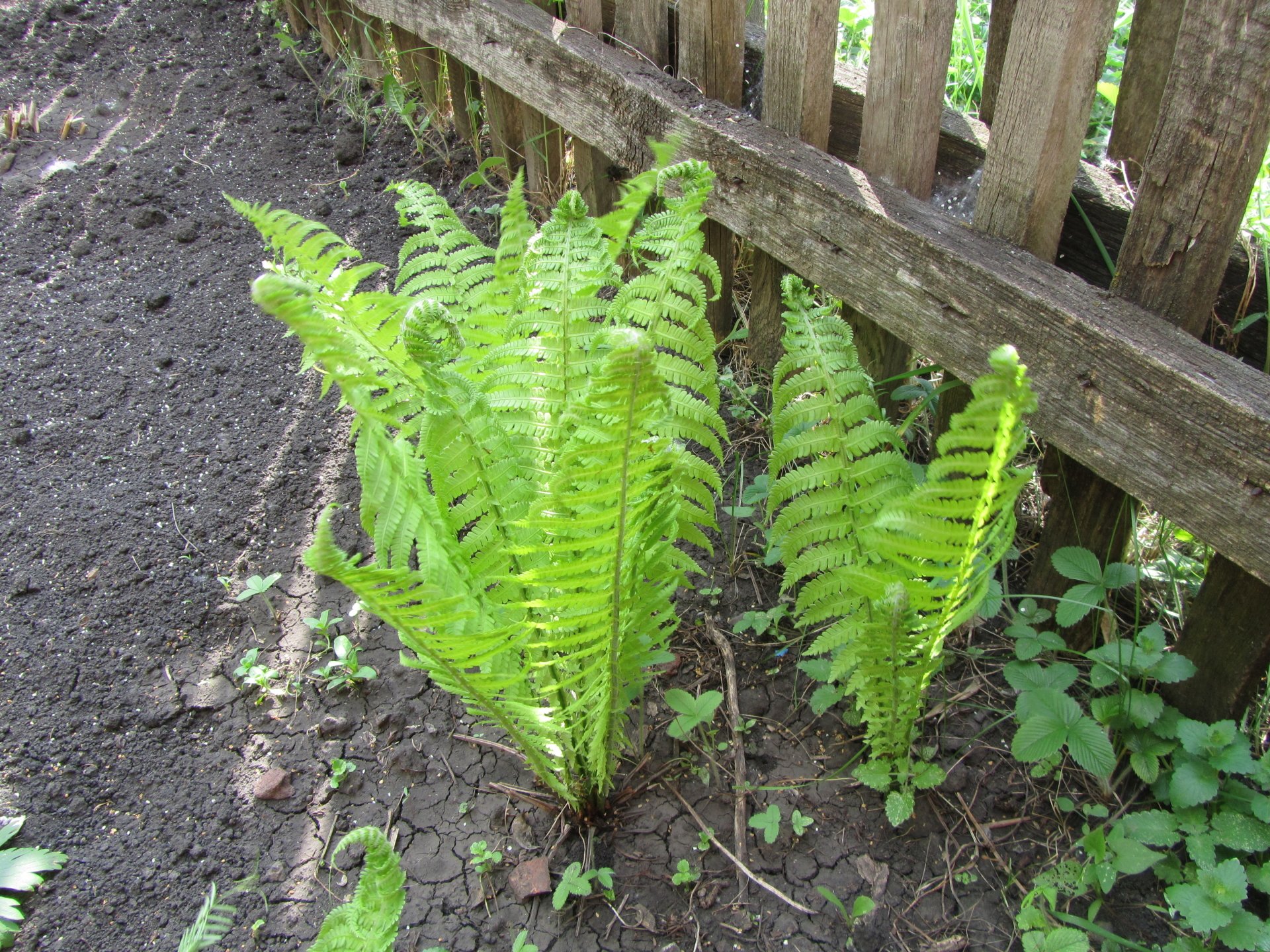 nature fern Image