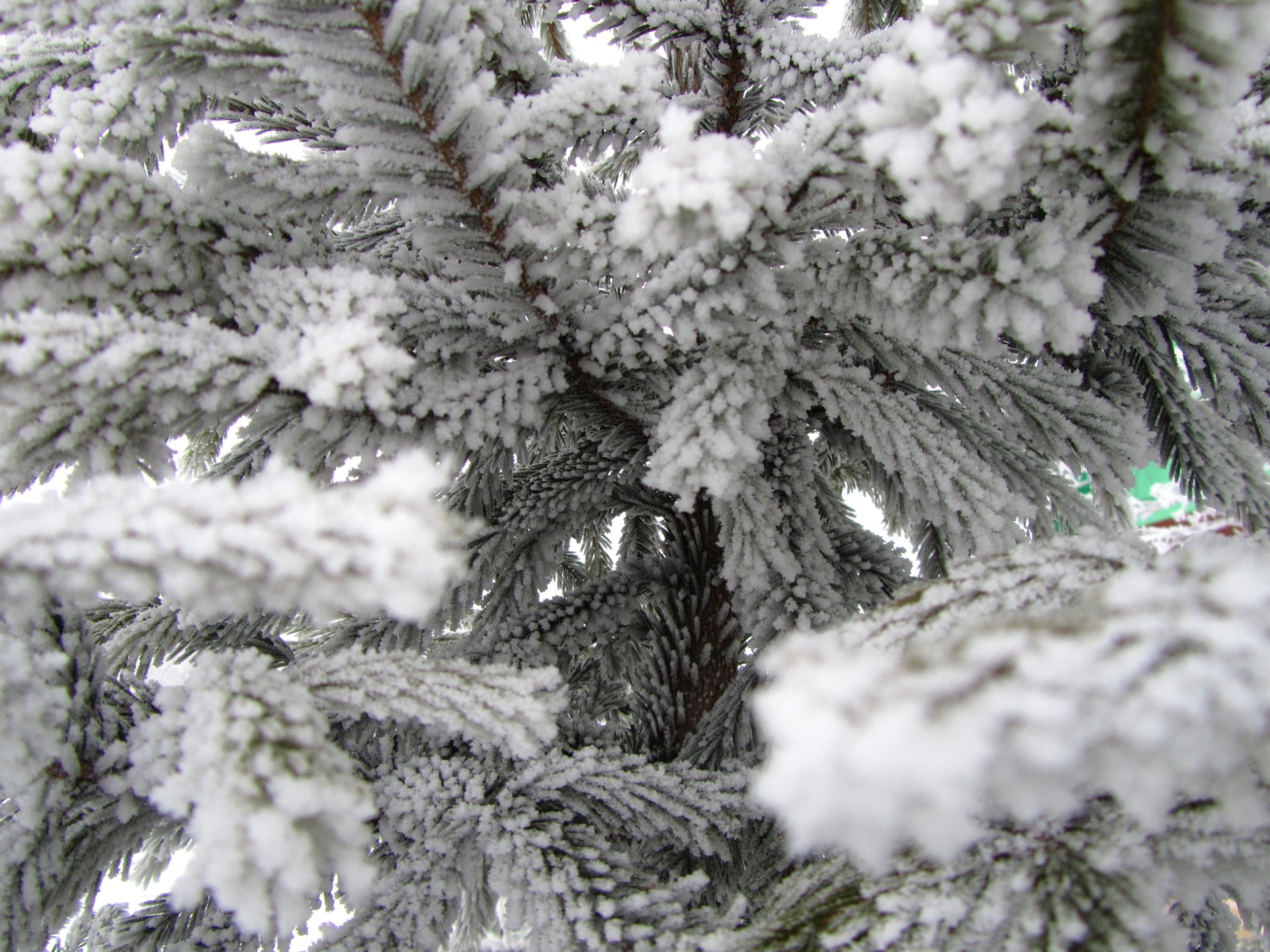 nature pine tree Image