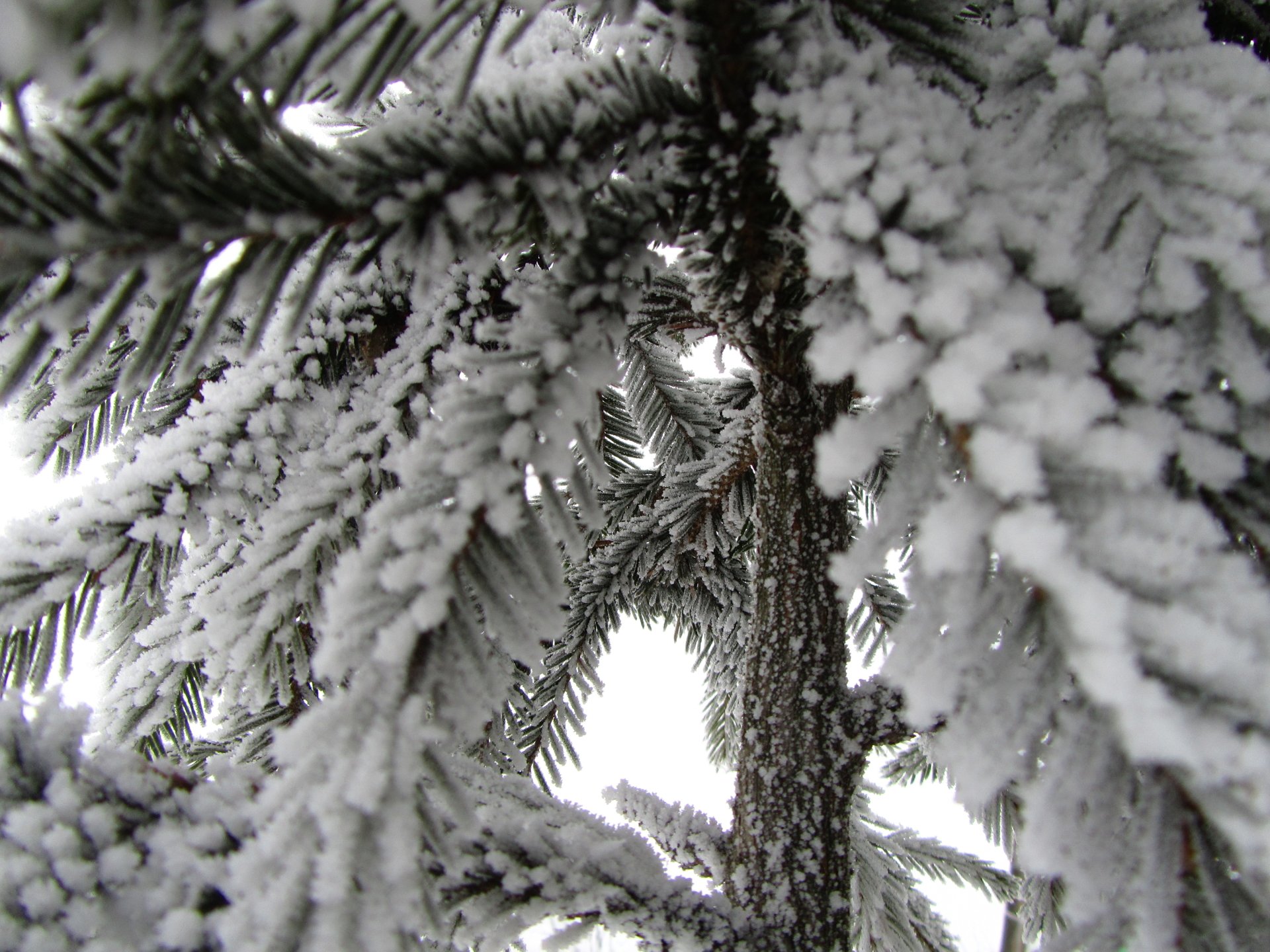 nature pine tree Image