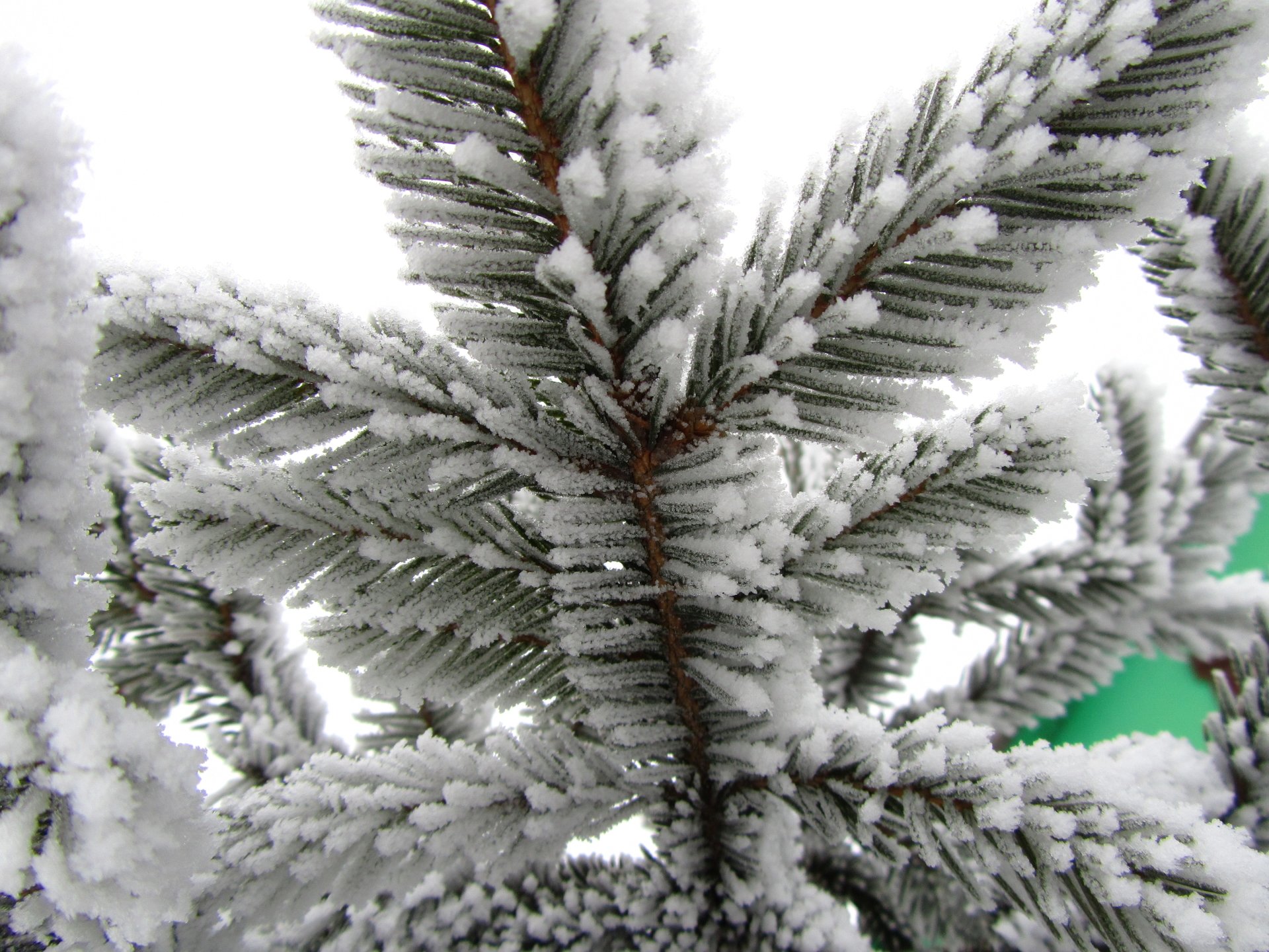 nature pine tree Image