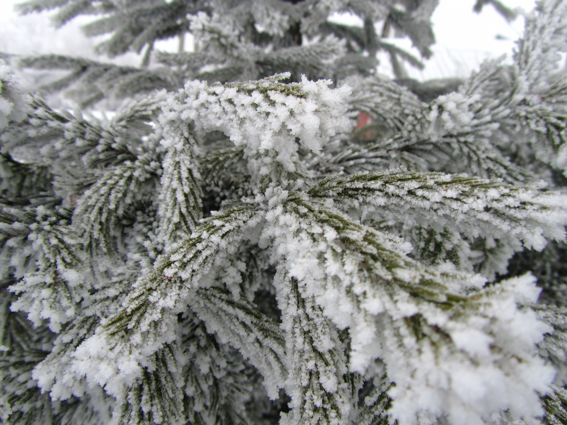 nature pine tree Image