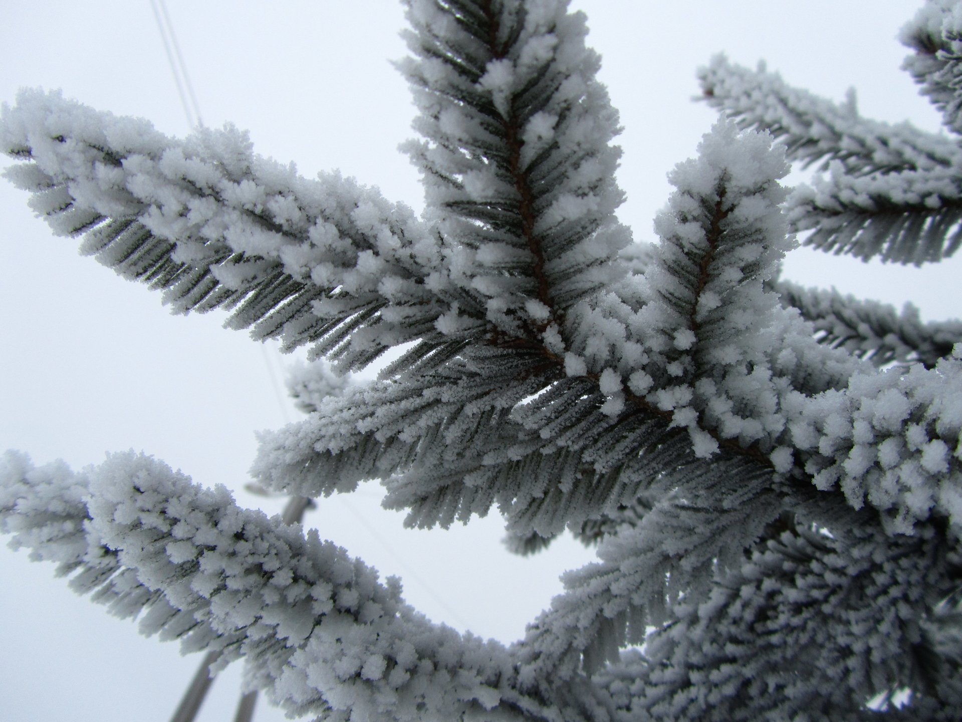 nature pine tree Image