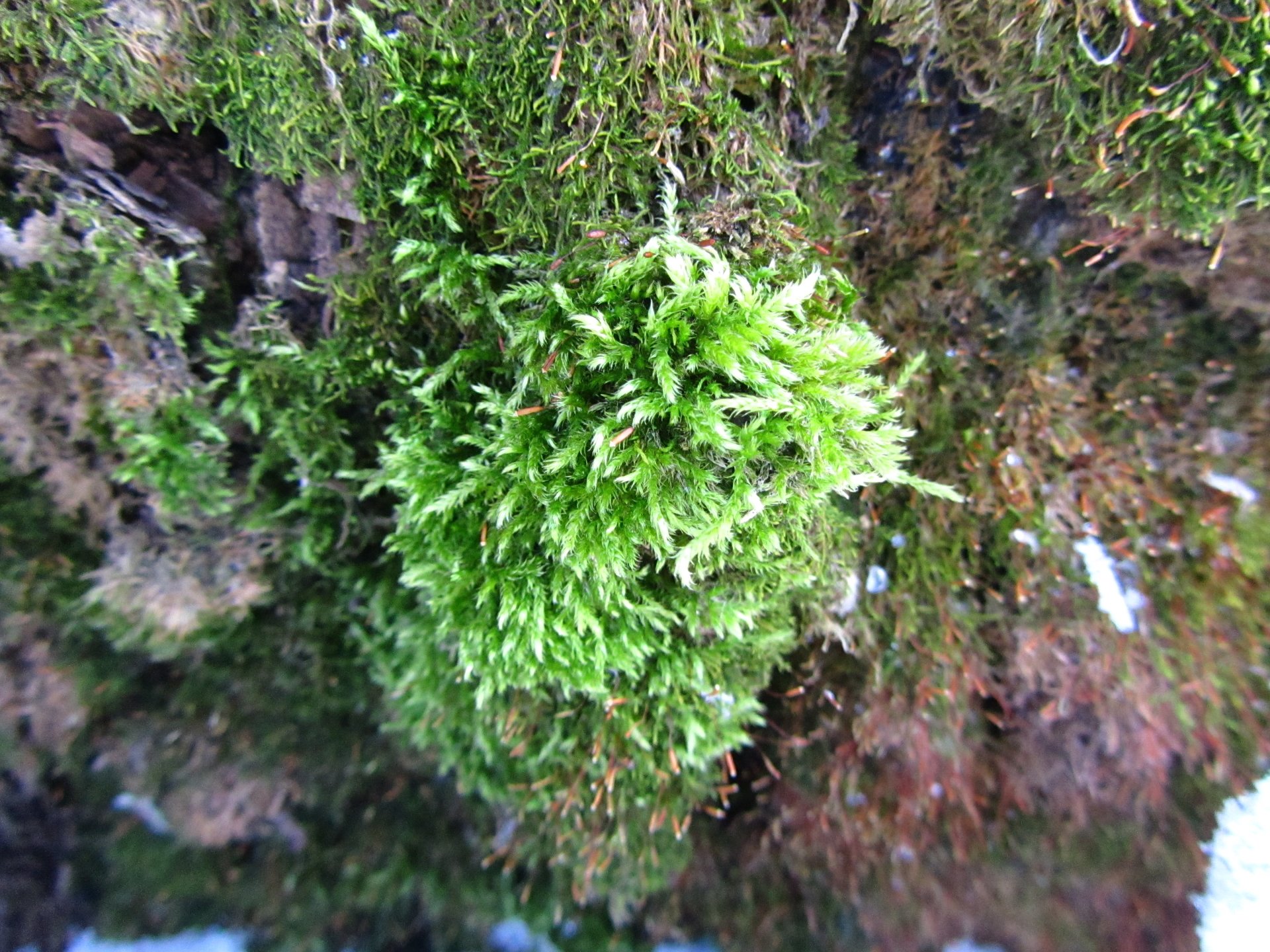 Download Nature Moss Image