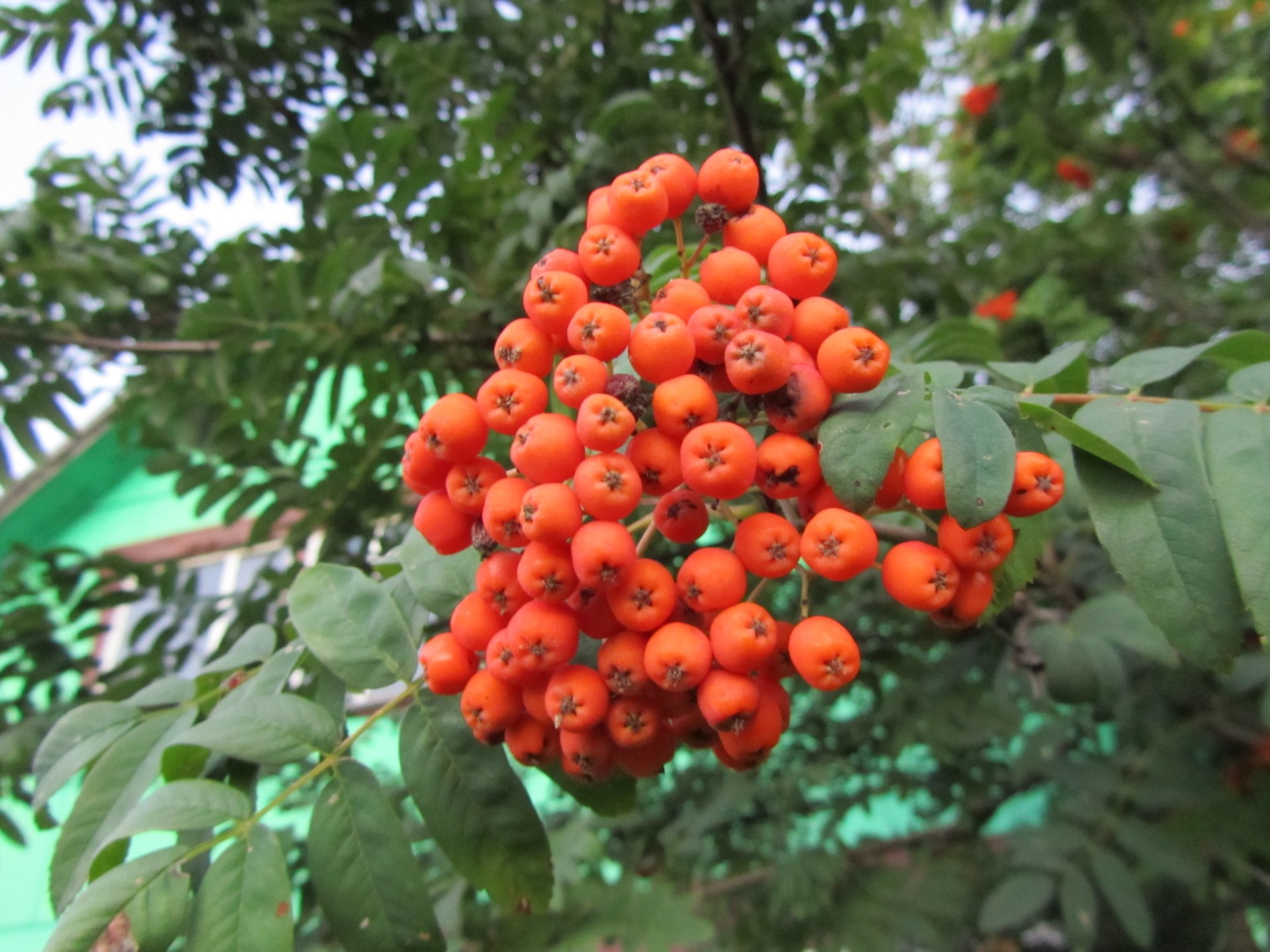 nature rowan Image
