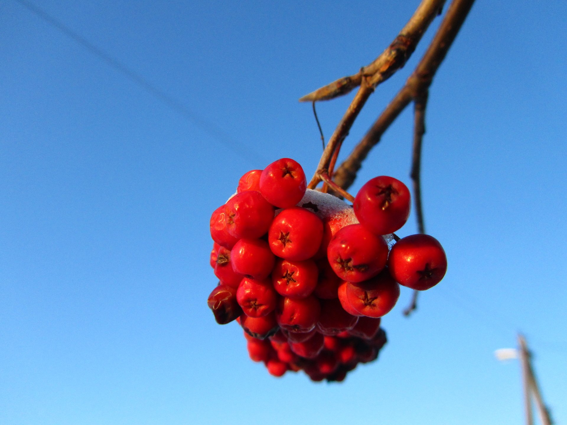 nature rowan Image