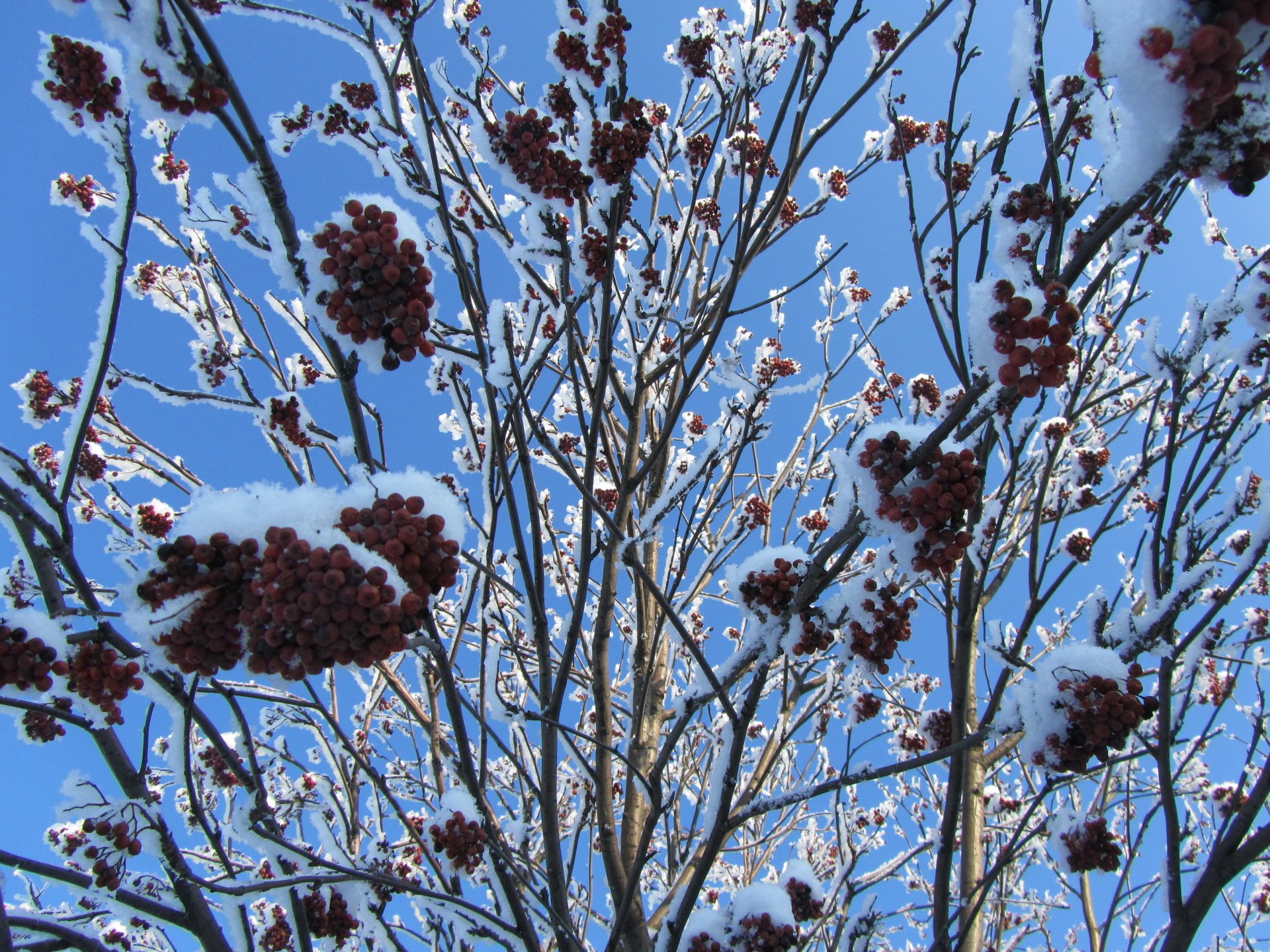 nature rowan Image