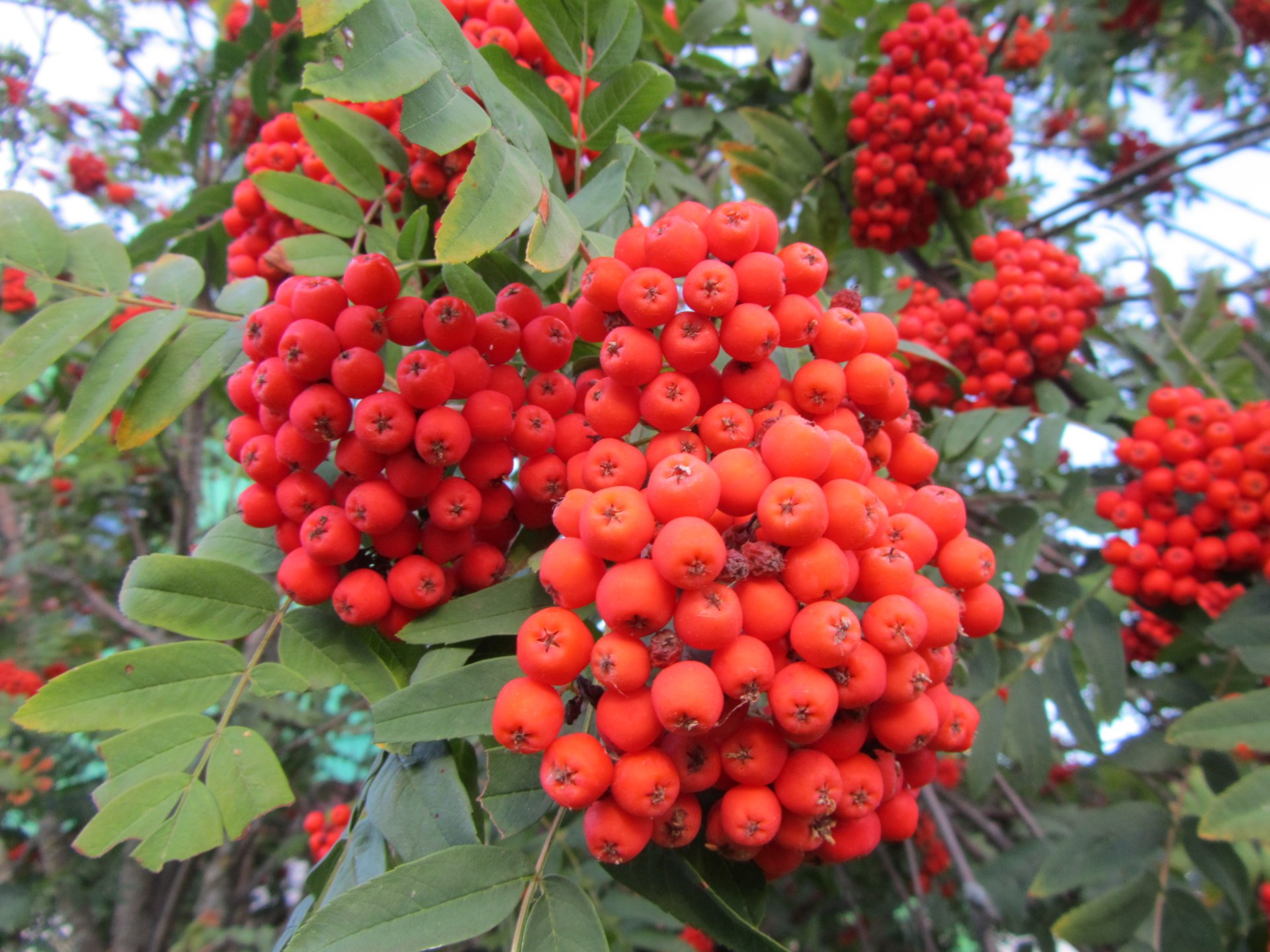 nature rowan Image
