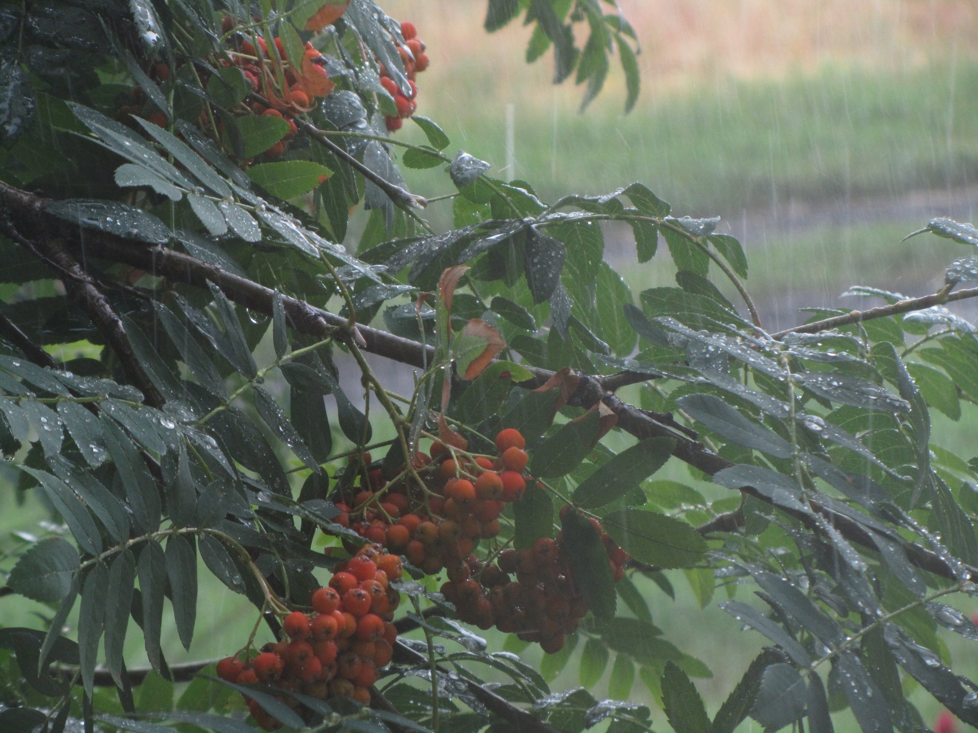 nature rowan Image