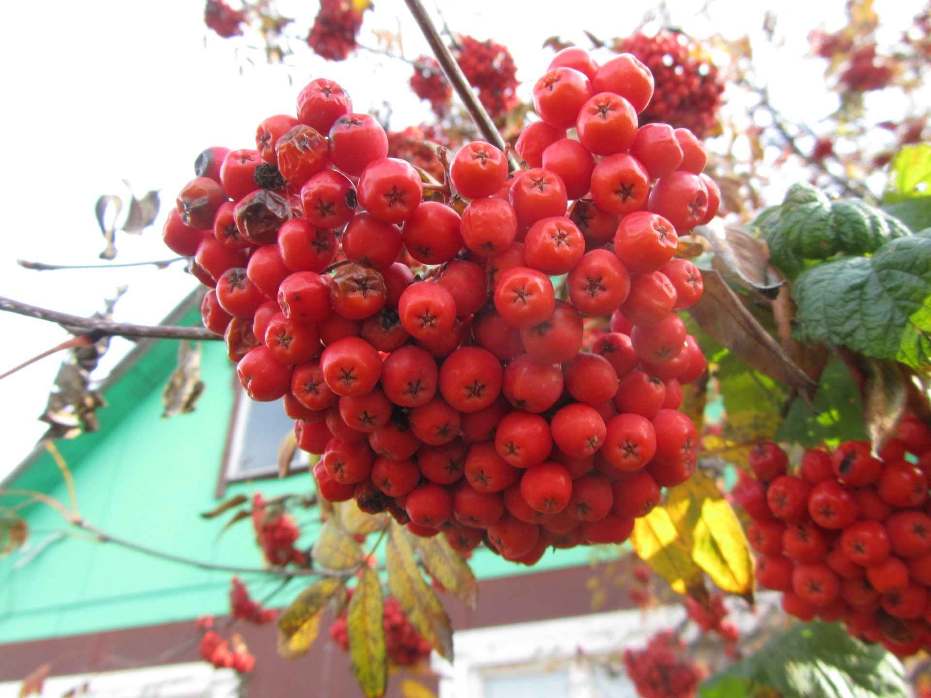 nature rowan Image