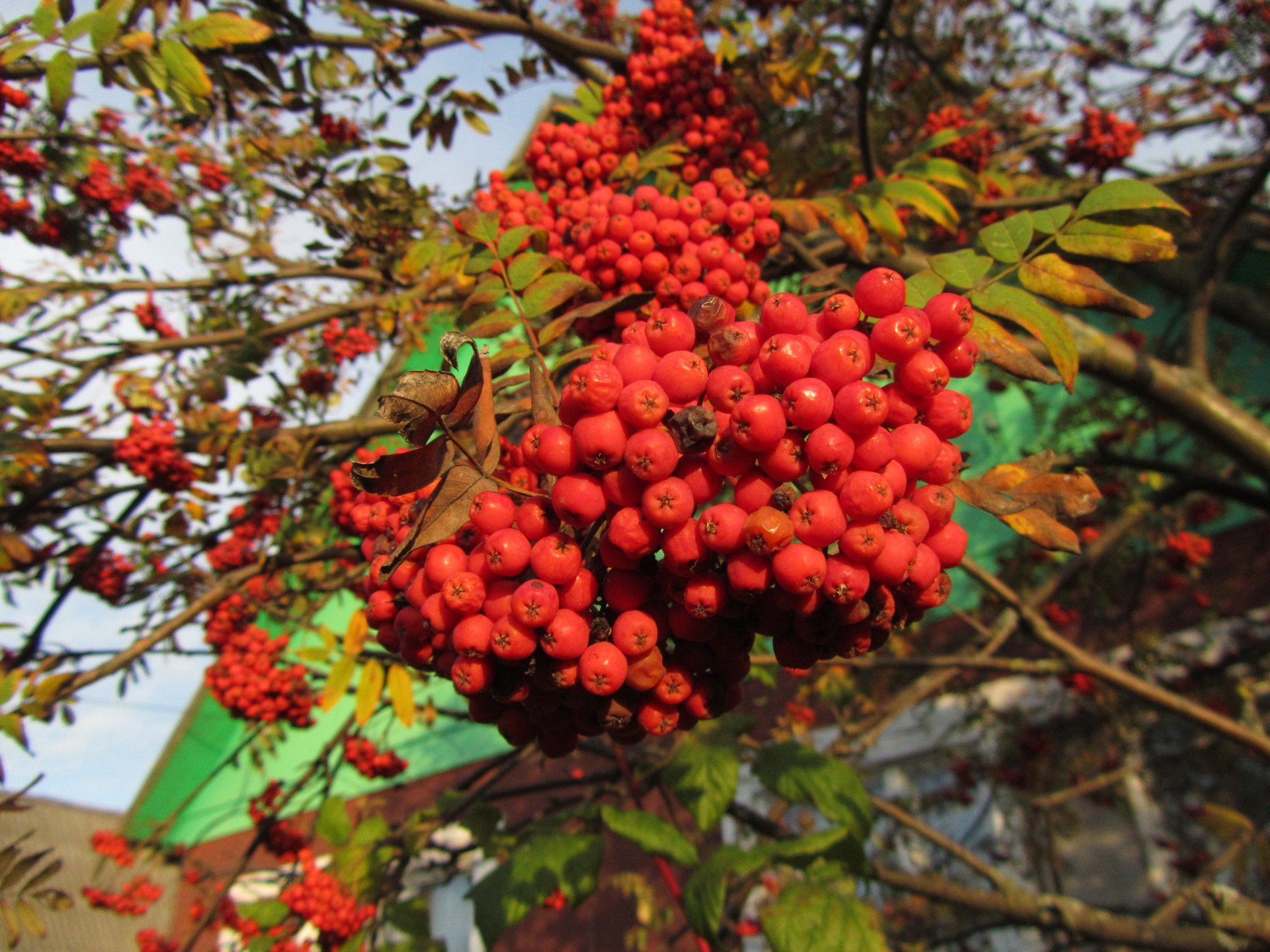 nature rowan Image