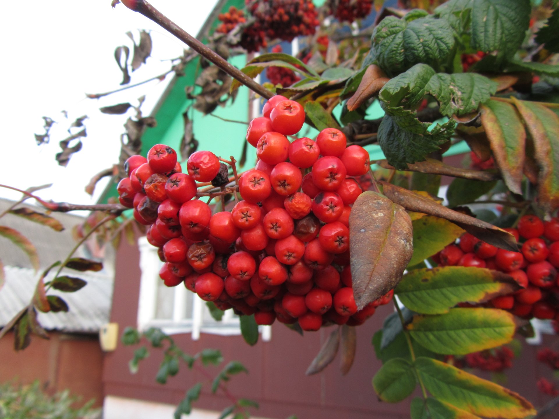 nature rowan Image