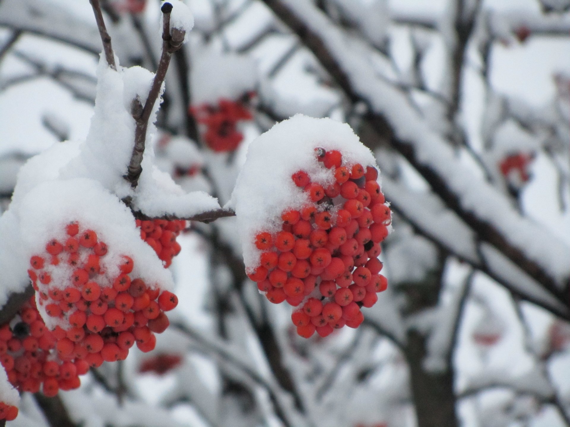 nature rowan Image