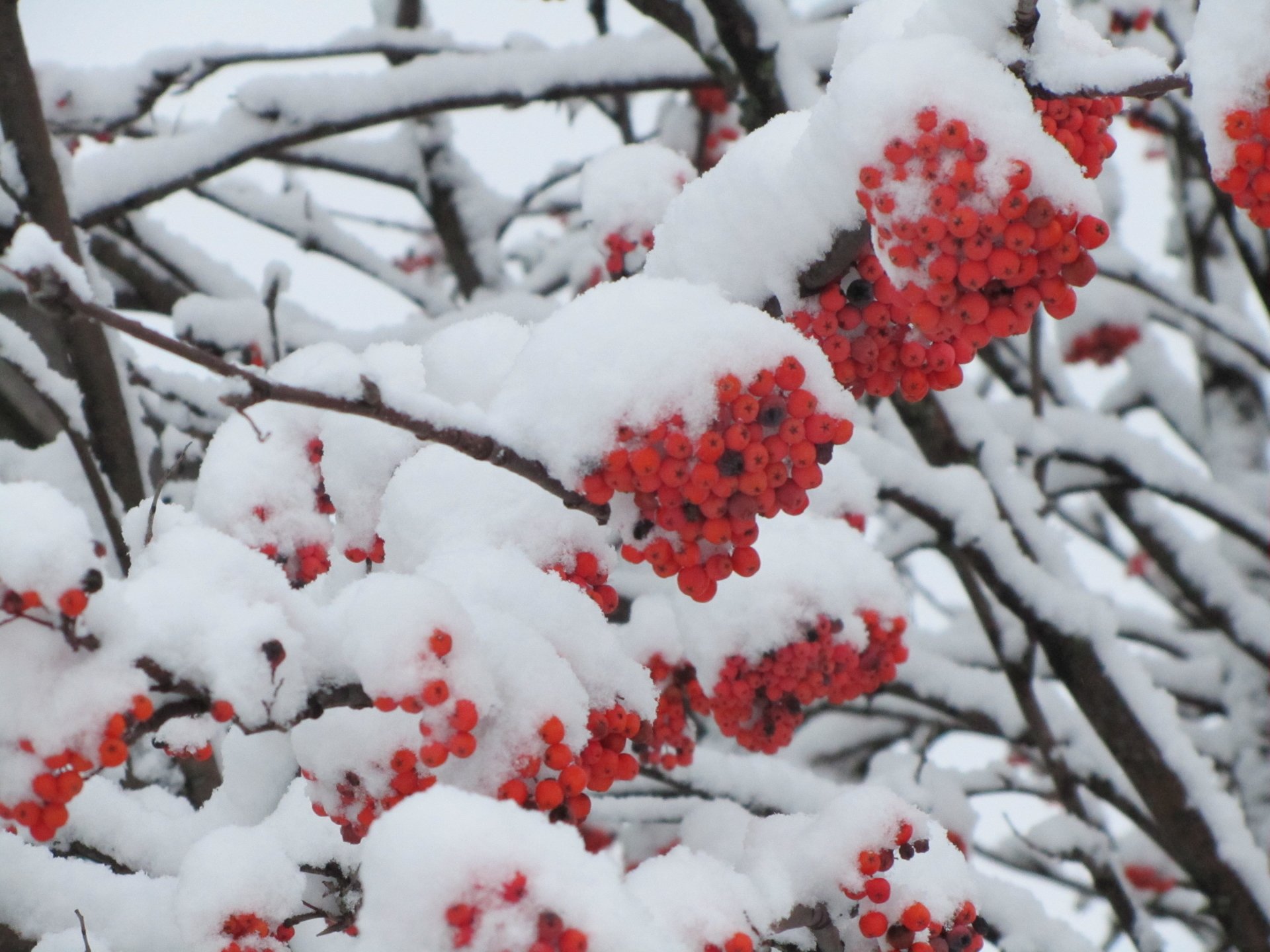 nature rowan Image