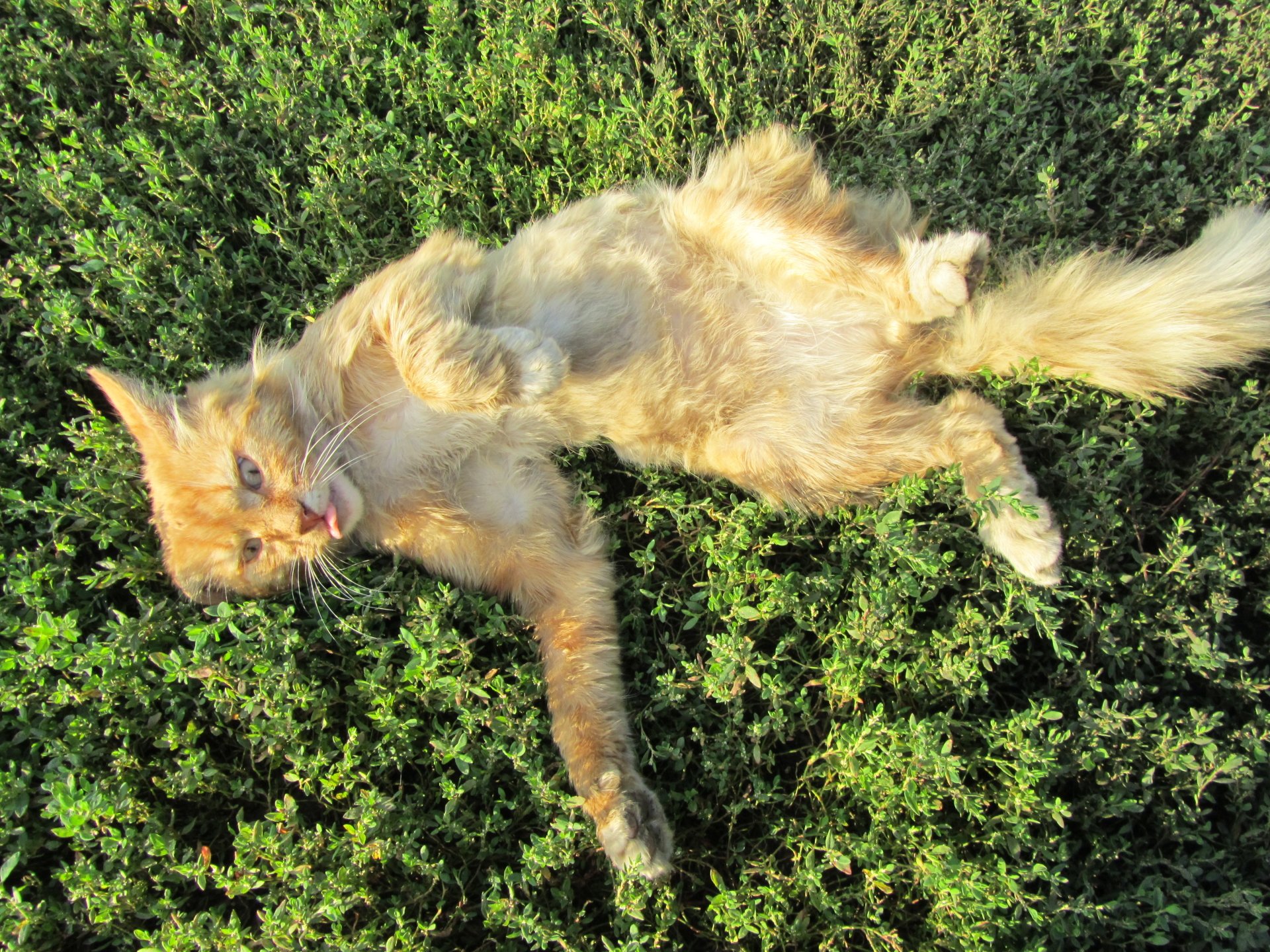 cat-image-id-274766-image-abyss