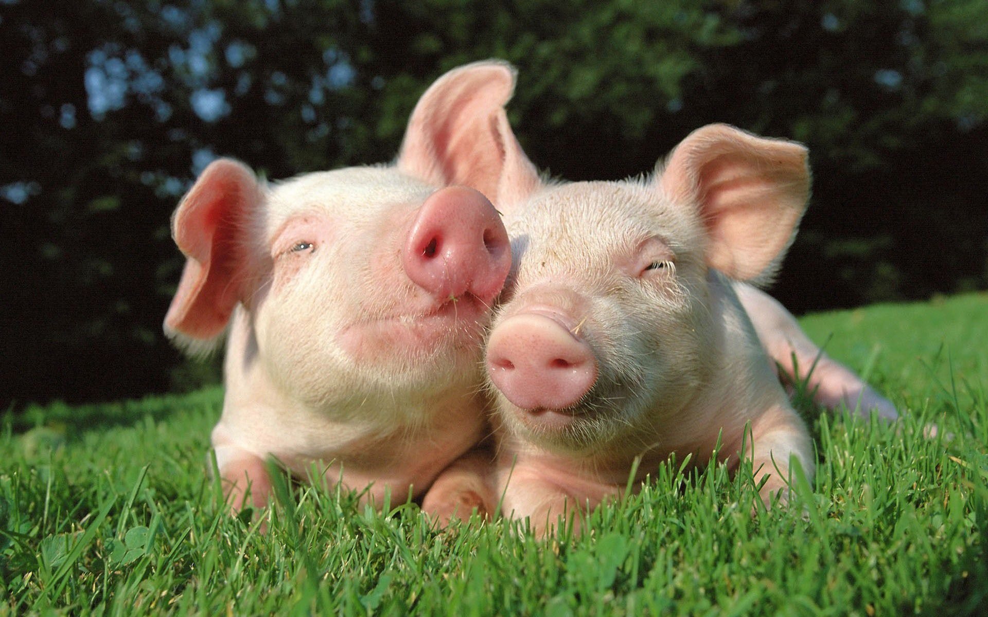 Animal pig Image