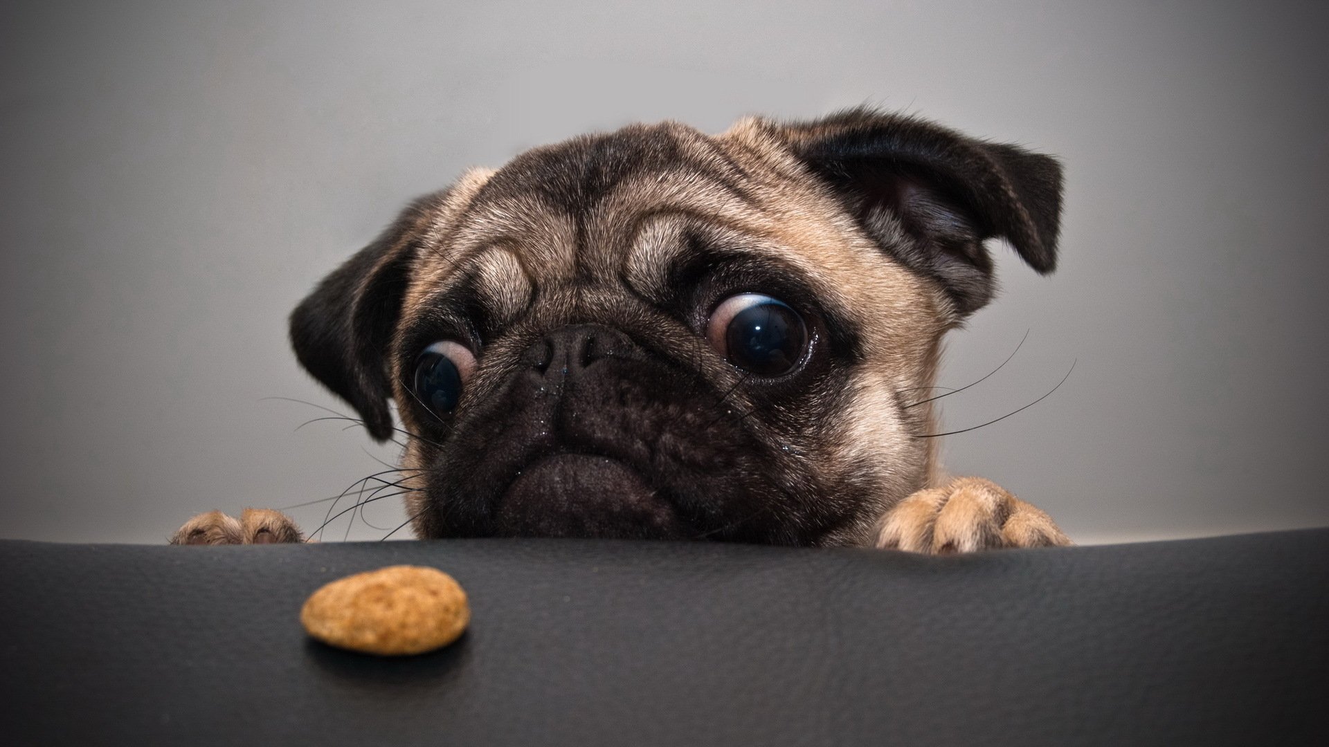 A curious pug animal peeks over a surface, intently watching a treat placed just out of reach.