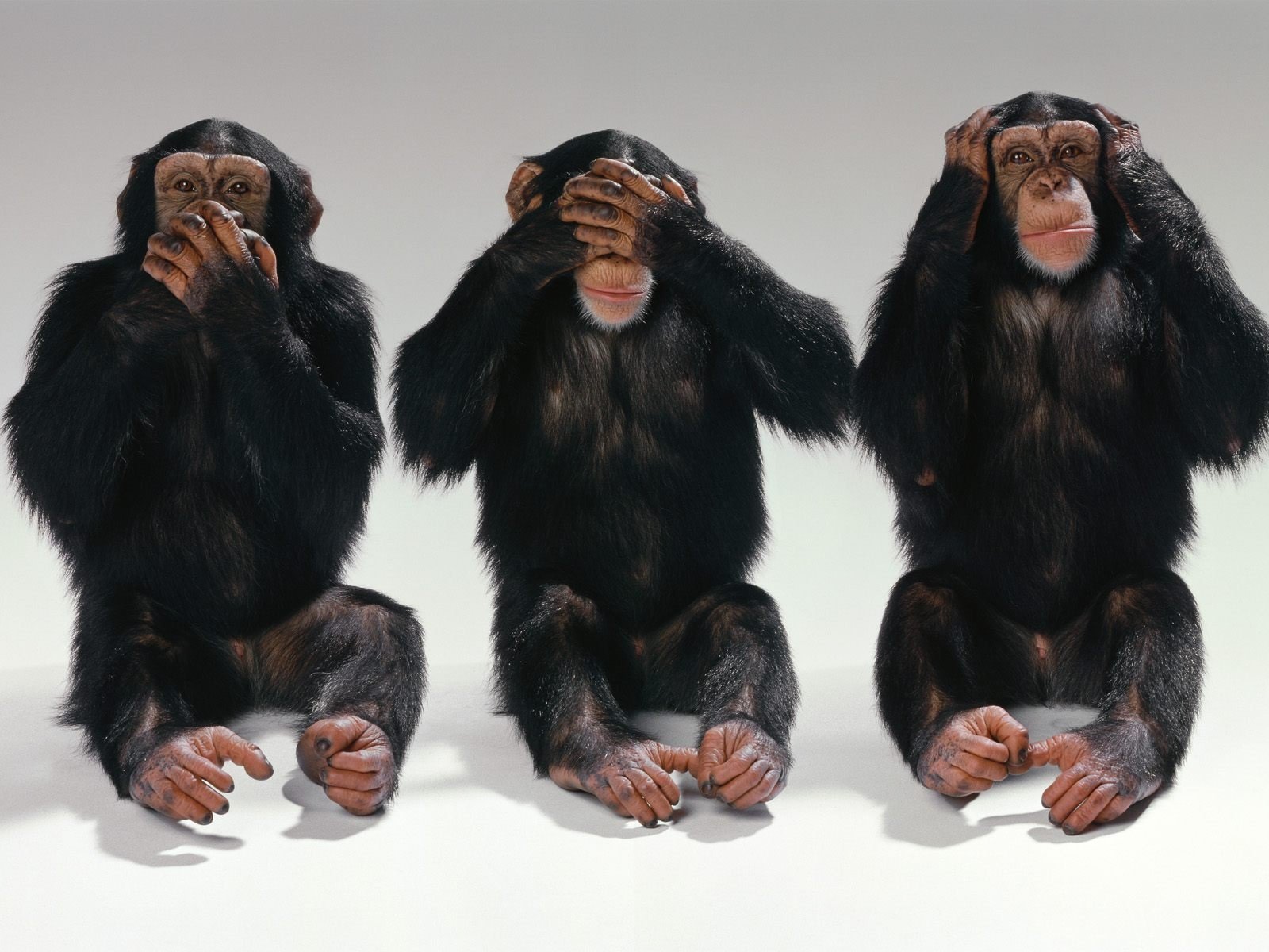 Animal chimpanzee Image