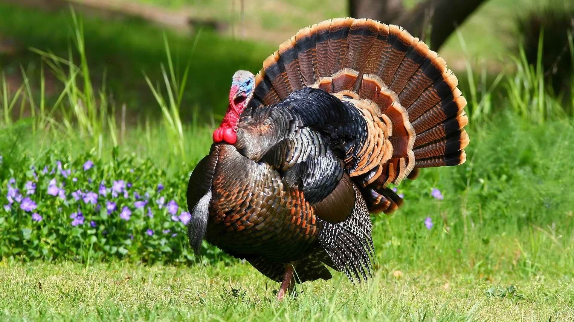 Animal turkey (bird) Image