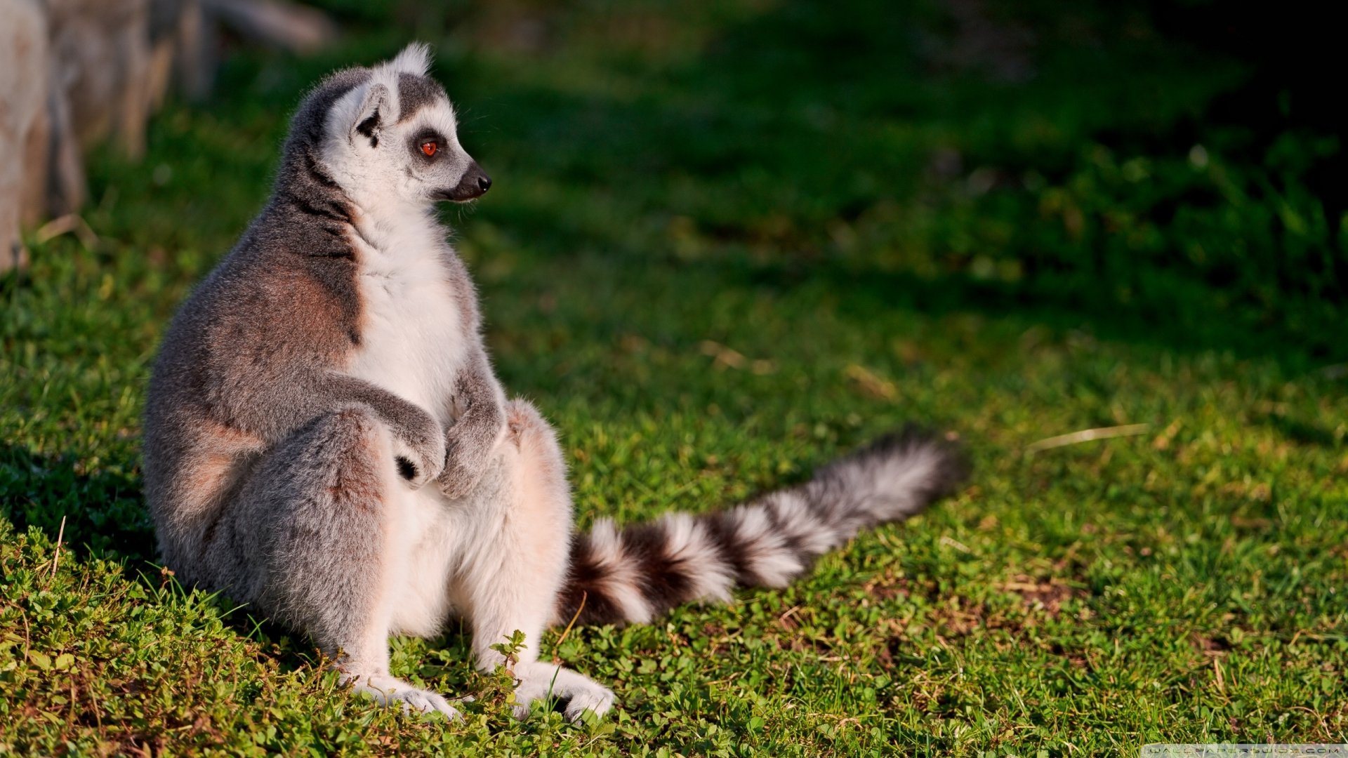 Download Animal Lemur Image