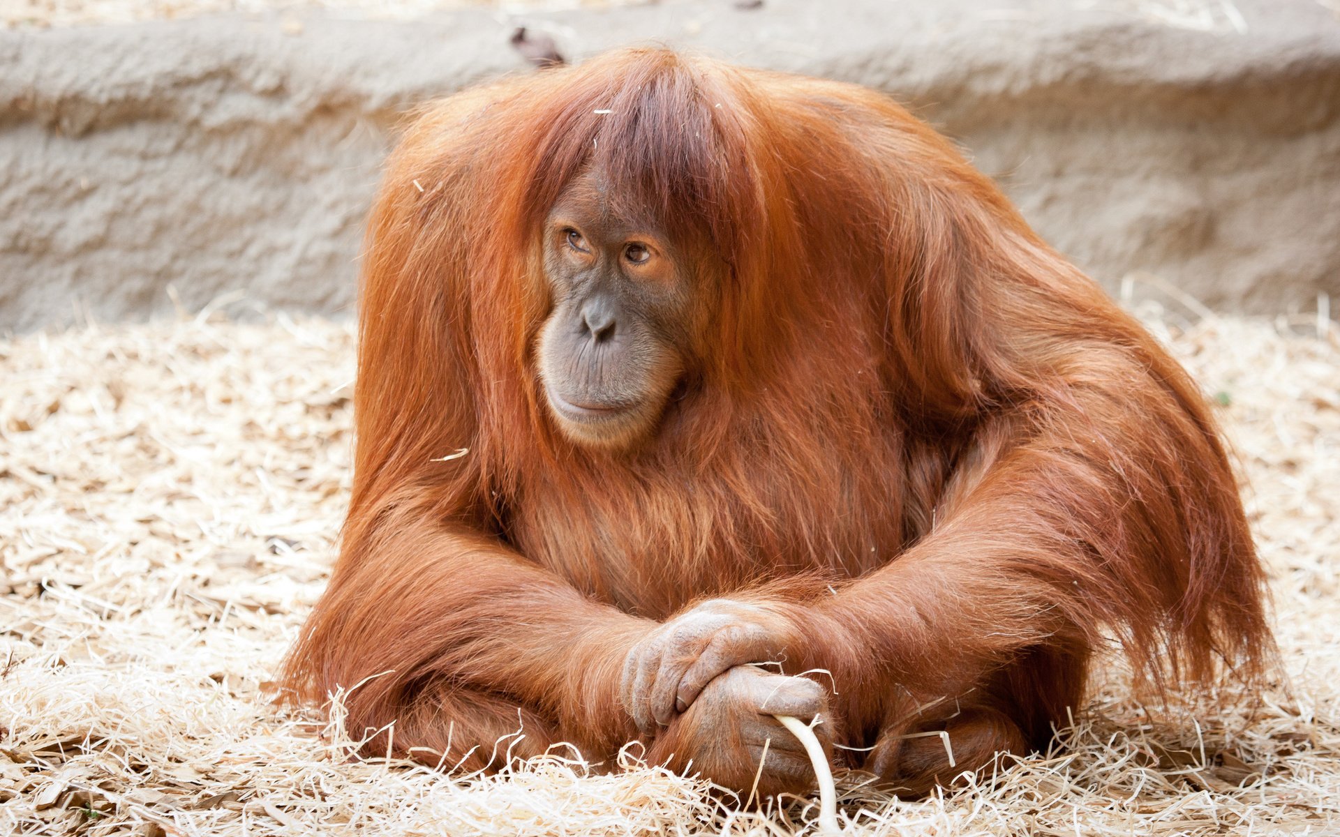 An animal — an orangutan — with long reddish fur resting on straw, gazing pensively with hands folded.