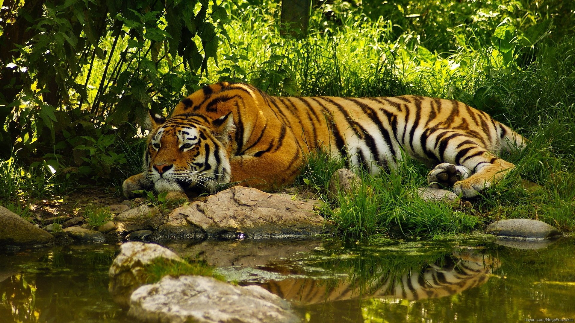 A tiger lies peacefully by a rock near a serene pond, surrounded by lush greenery. Its striking orange and black stripes contrast beautifully with the natural setting.