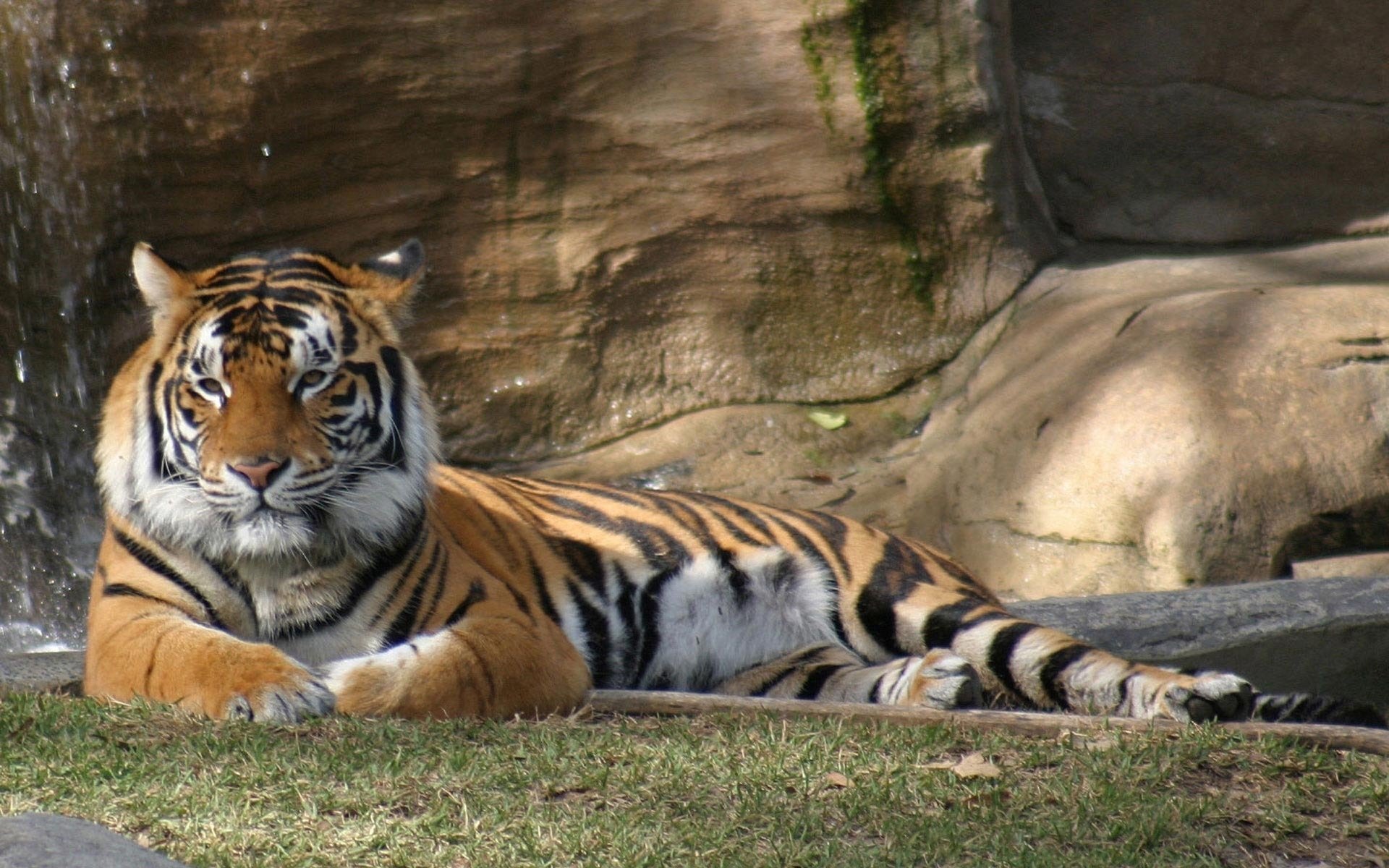 A majestic tiger lounges comfortably on the ground, showcasing its striking orange and black stripes against a natural backdrop. The scene conveys a sense of tranquility and power.