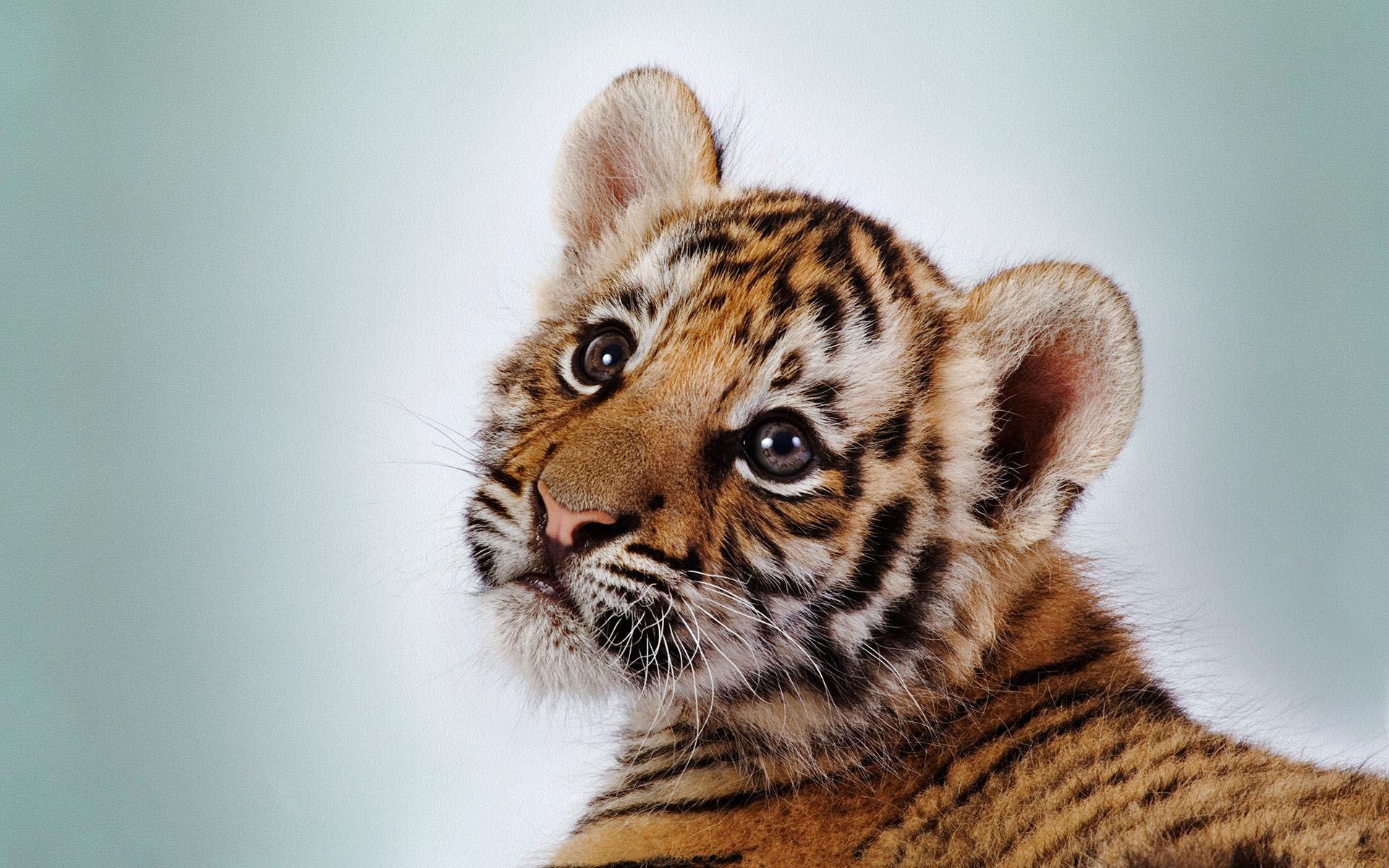 A close-up of a young tiger, showcasing its expressive eyes and distinctive striped fur against a light background. The image captures the beauty of this majestic animal.