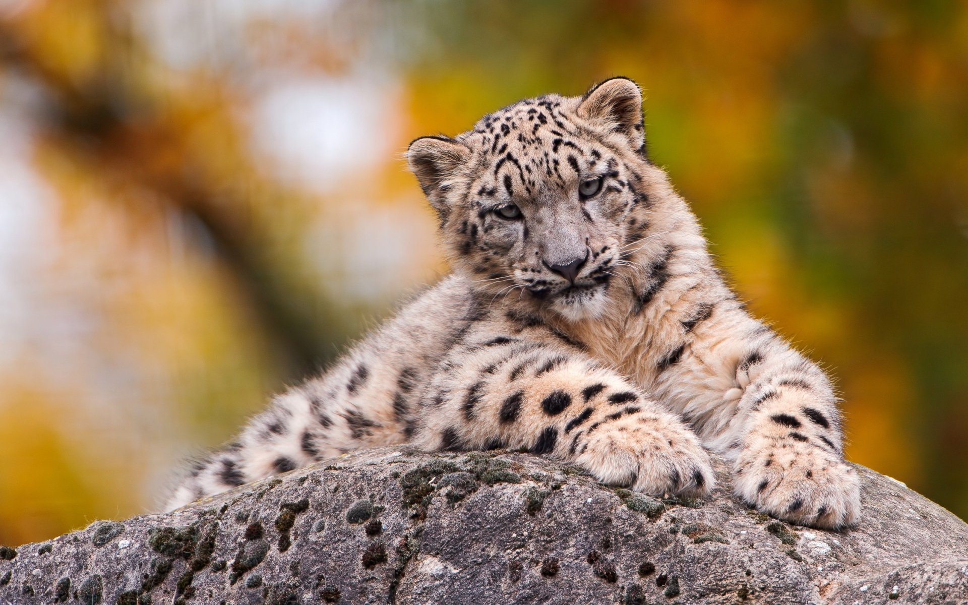 A playful snow leopard rests on a rocky surface, showcasing its distinctive spotted fur, with vibrant autumn colors blurred in the background.