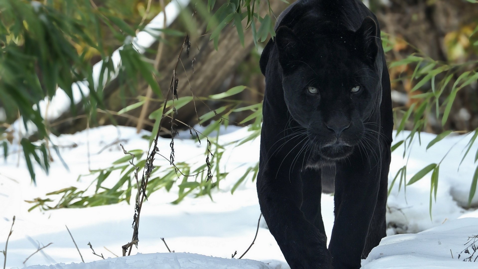 A black panther gracefully walks through a snowy landscape, surrounded by bamboo, showcasing its sleek fur and alert demeanor in the serene environment.