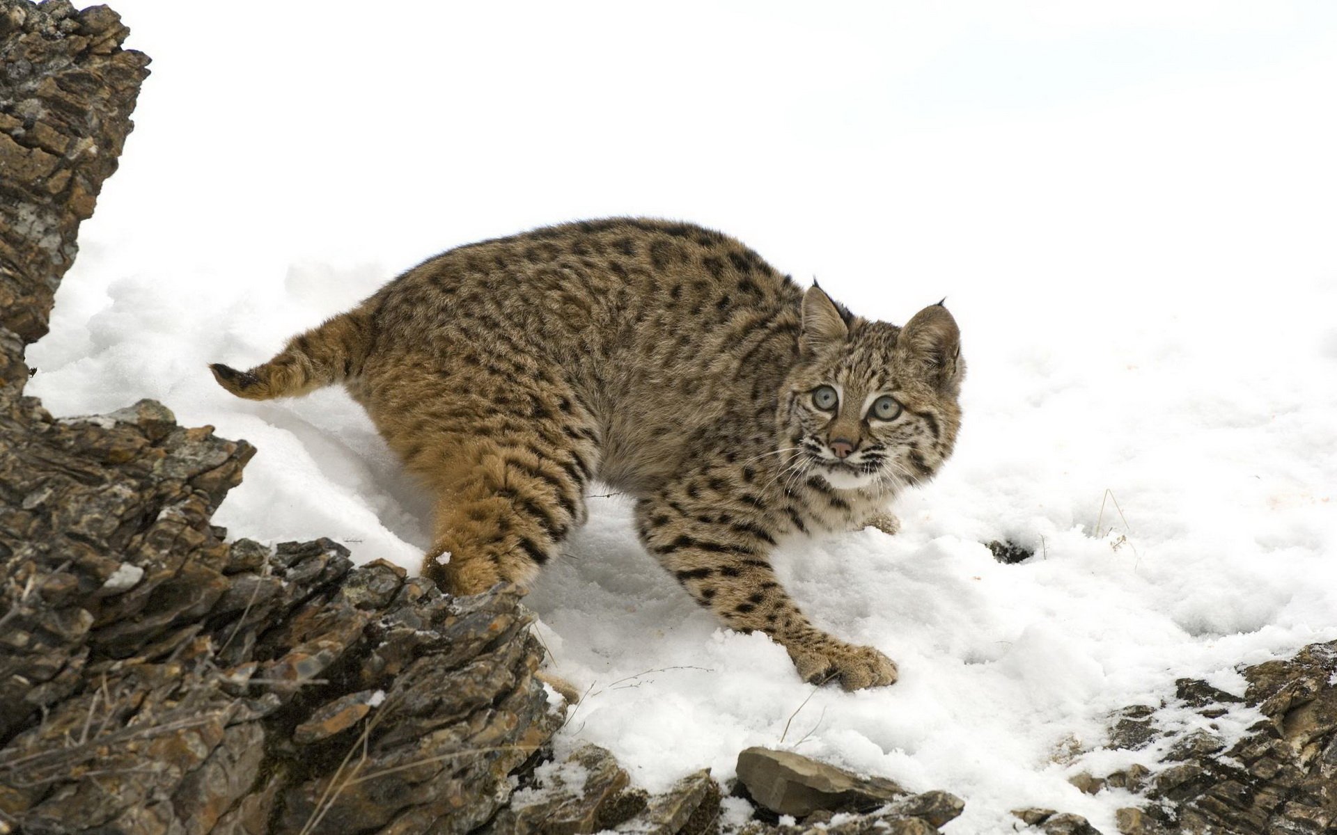 Bobcat - Desktop Wallpapers, Phone Wallpaper, PFP, Gifs, and More!