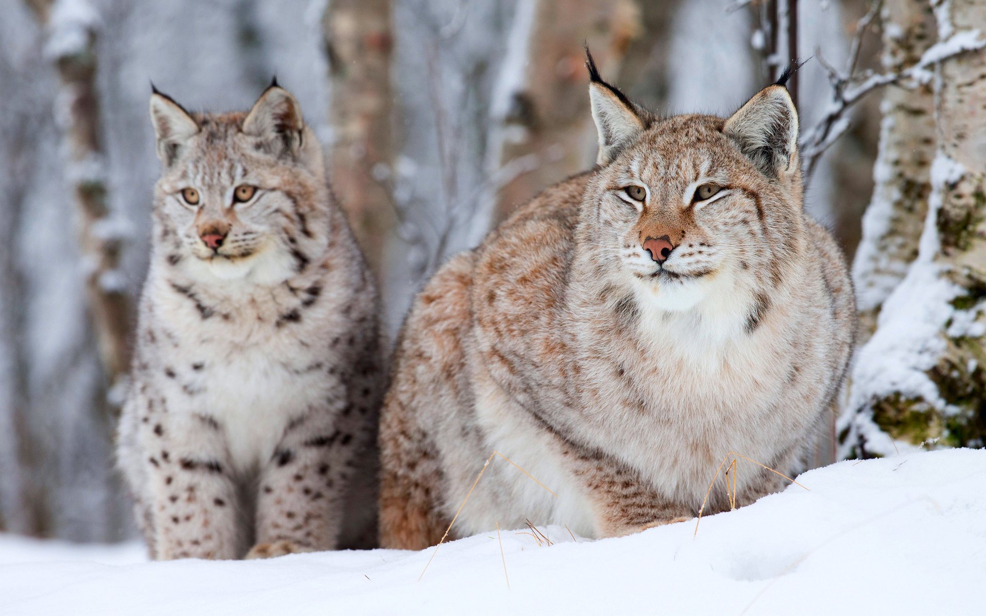 Download Animal Lynx Image