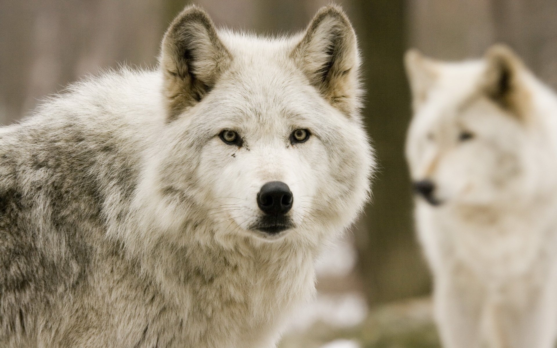 Majestic Wolves in Their Natural Habitat