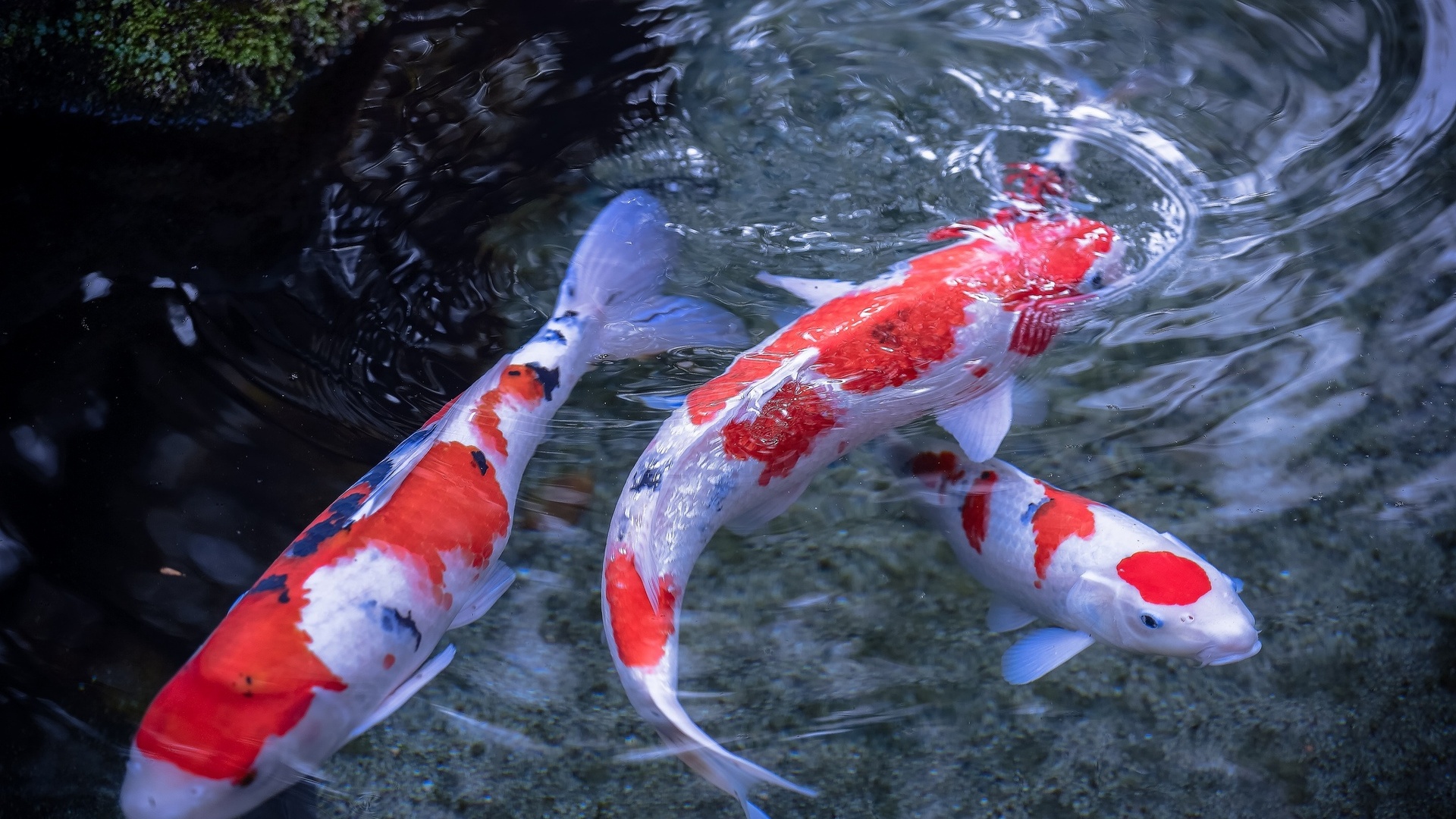 Koi Picture