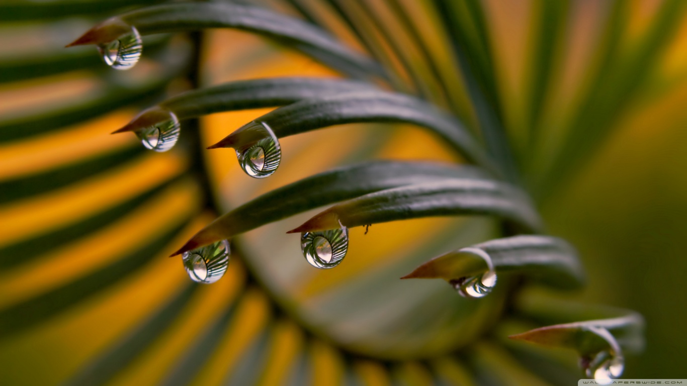 Water Drop Picture