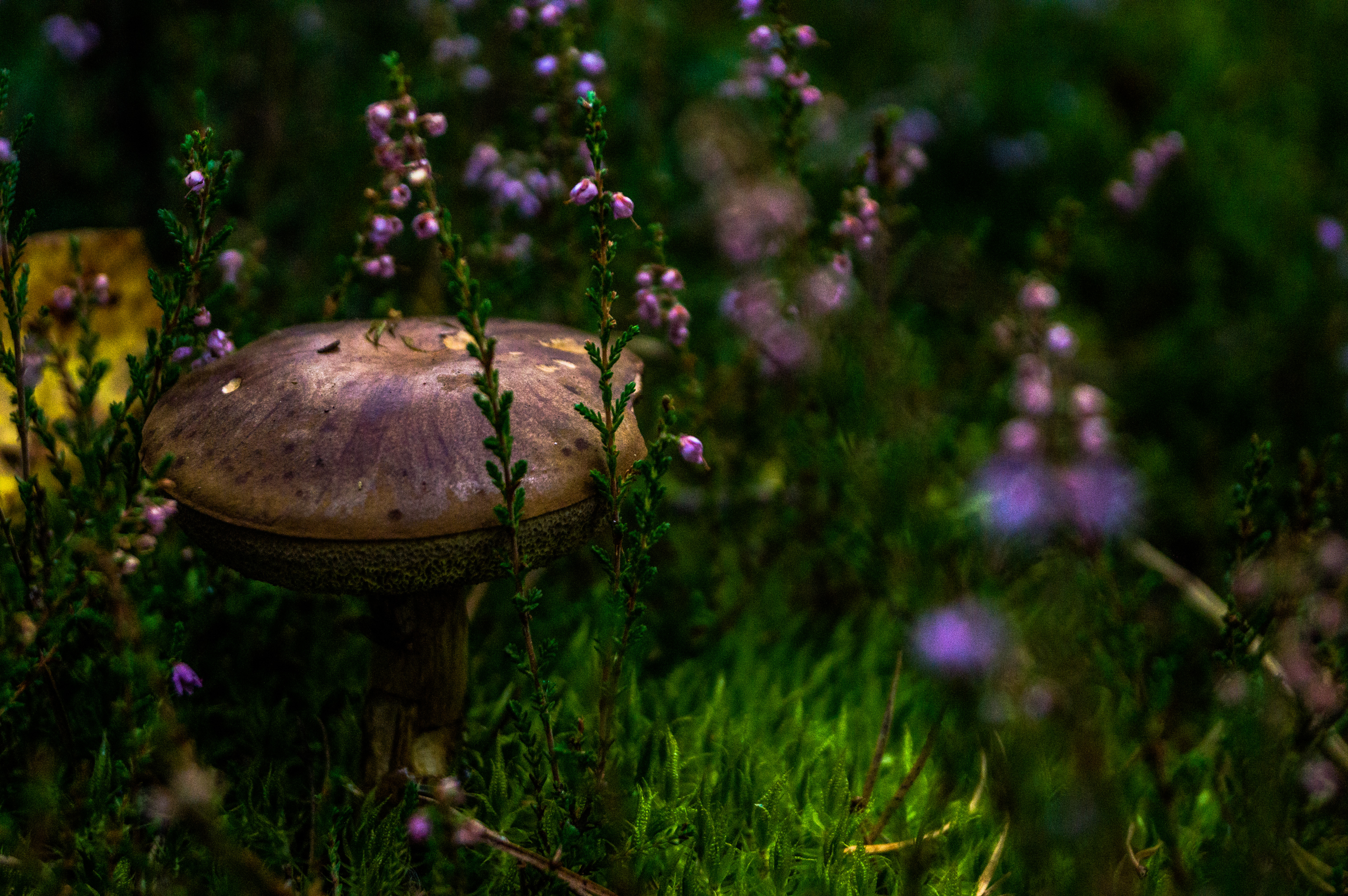 Mushroom by xkoko11