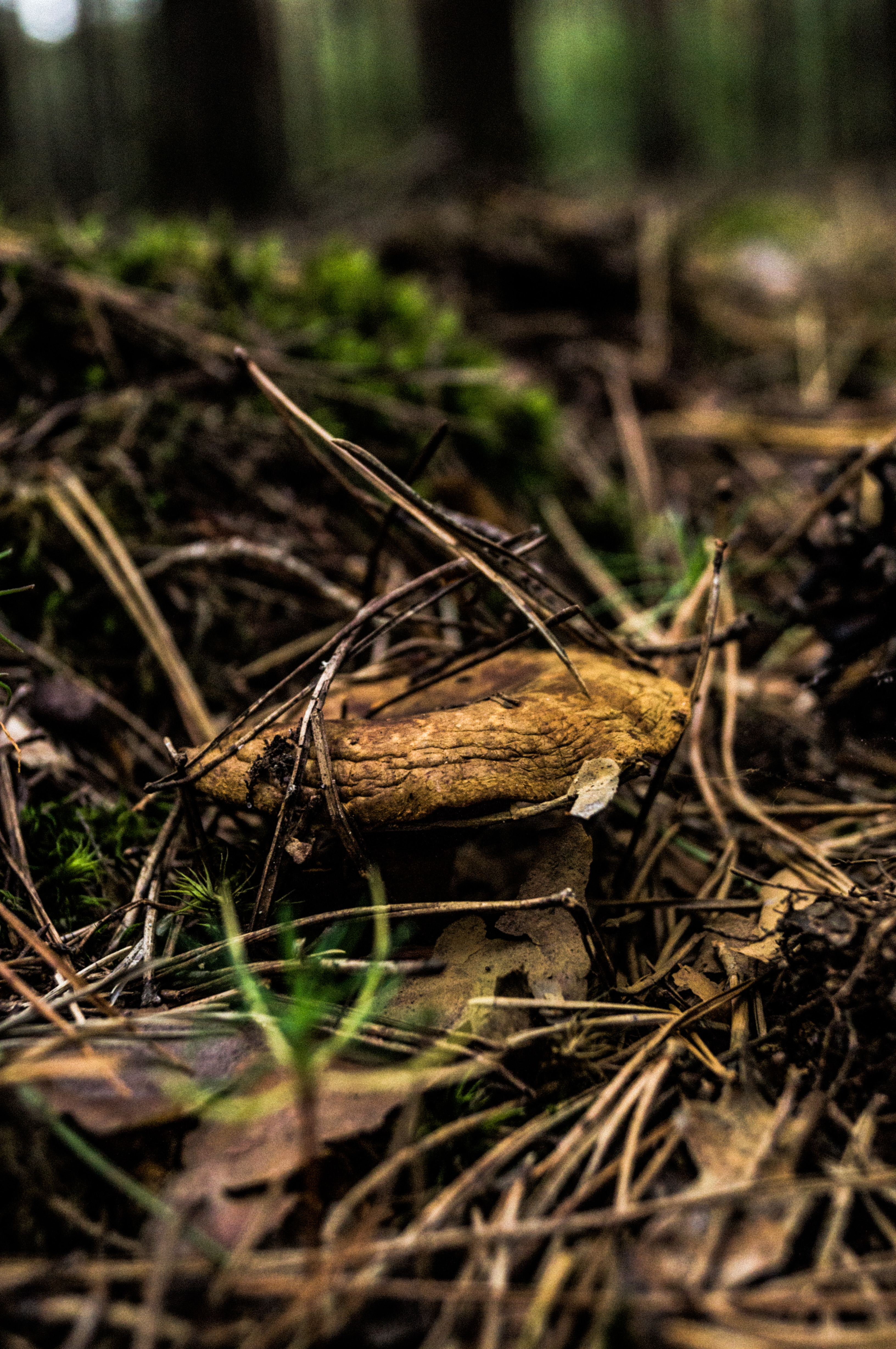 Mushroom by xkoko11