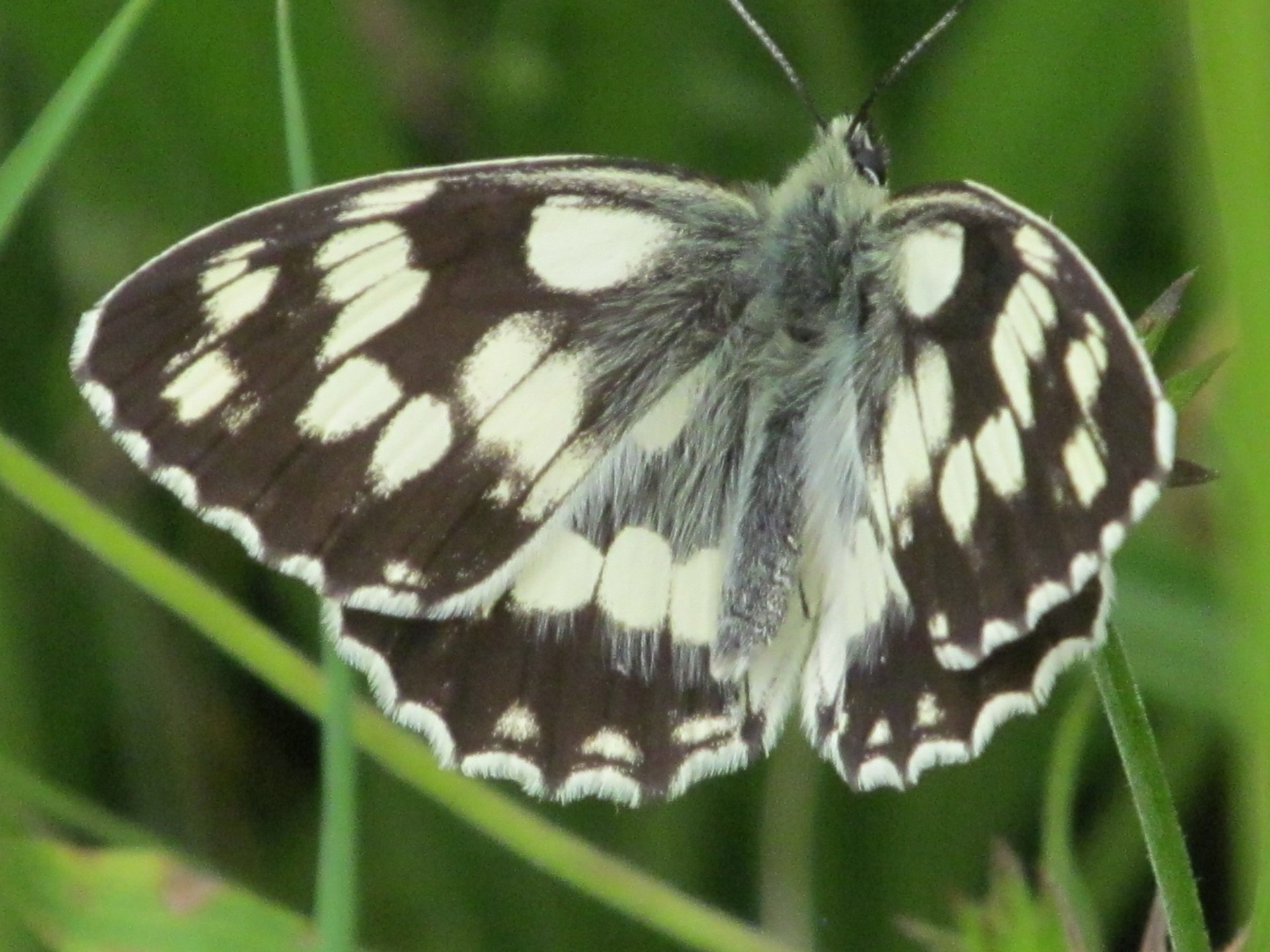 A close-up of a butterfly resting on green grass, showcasing its striking black and white patterned wings, highlighting the beauty of this delicate animal.