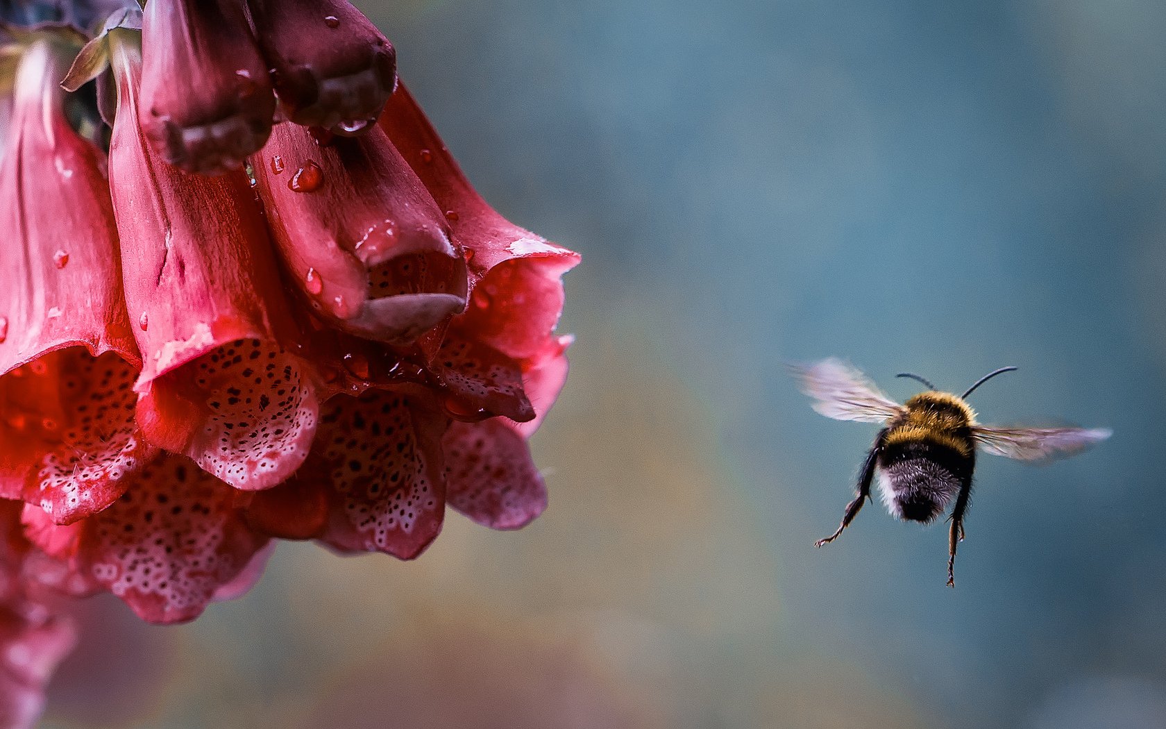 Animal bumblebee Image