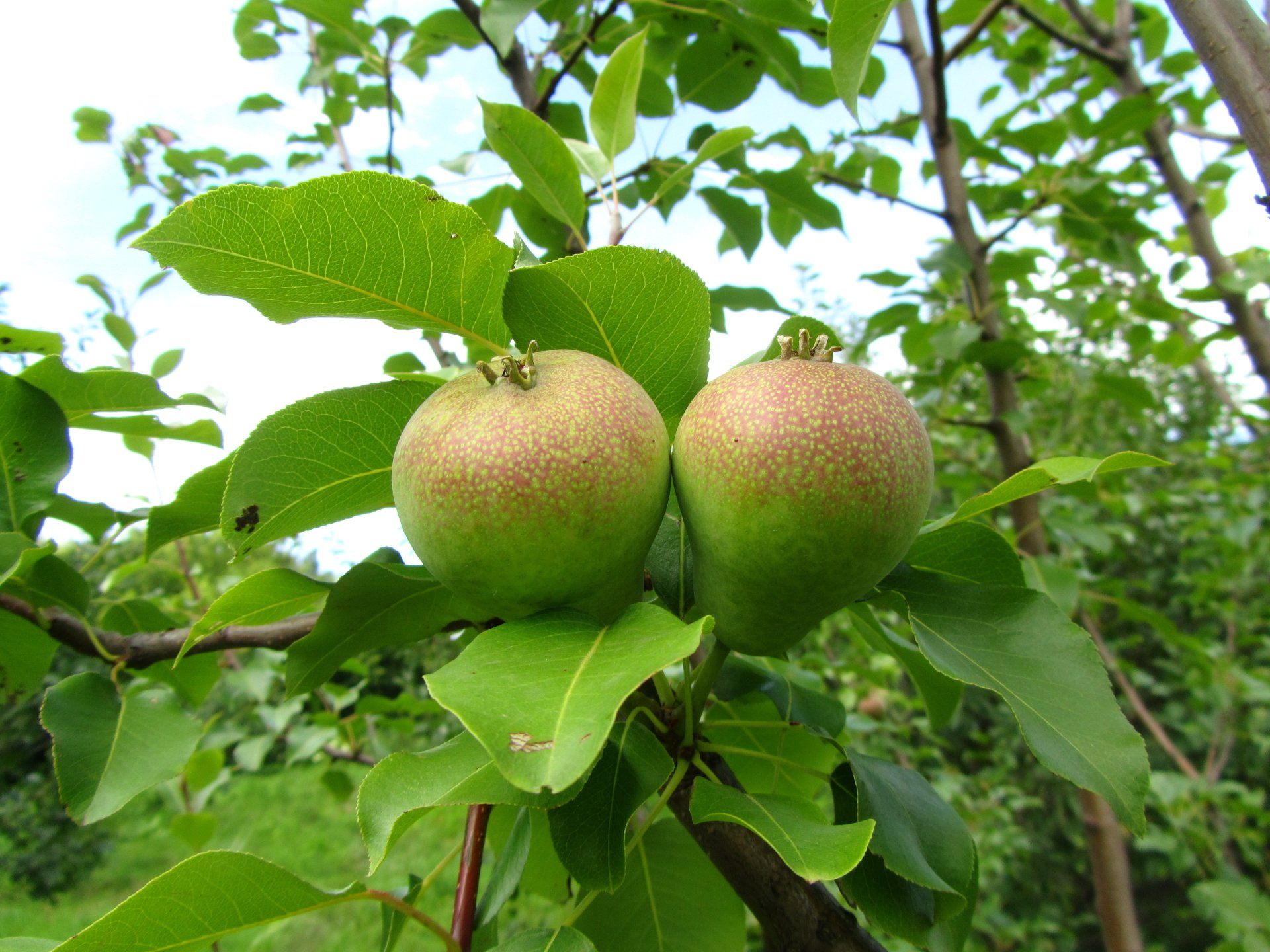 food pear Image