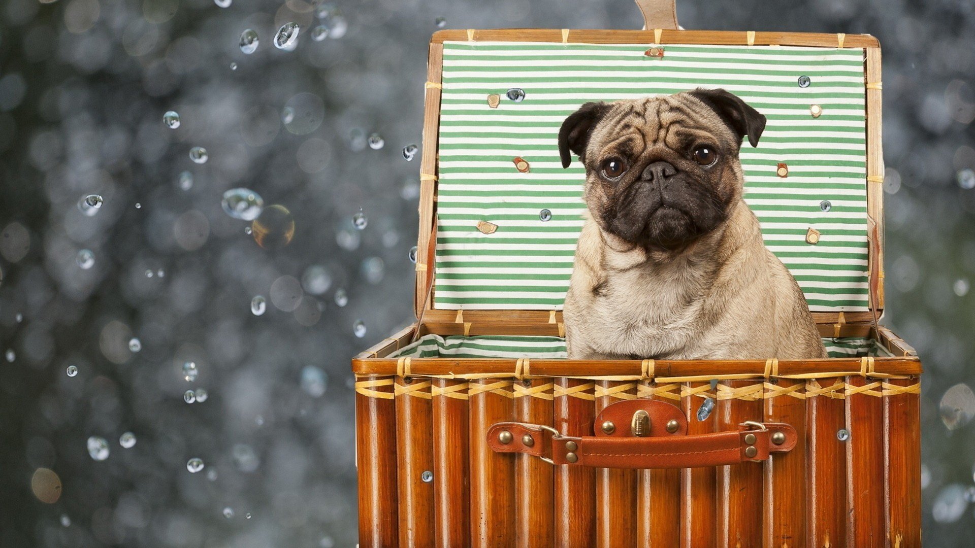 A pug sits inside an open vintage suitcase against a softly blurred background.