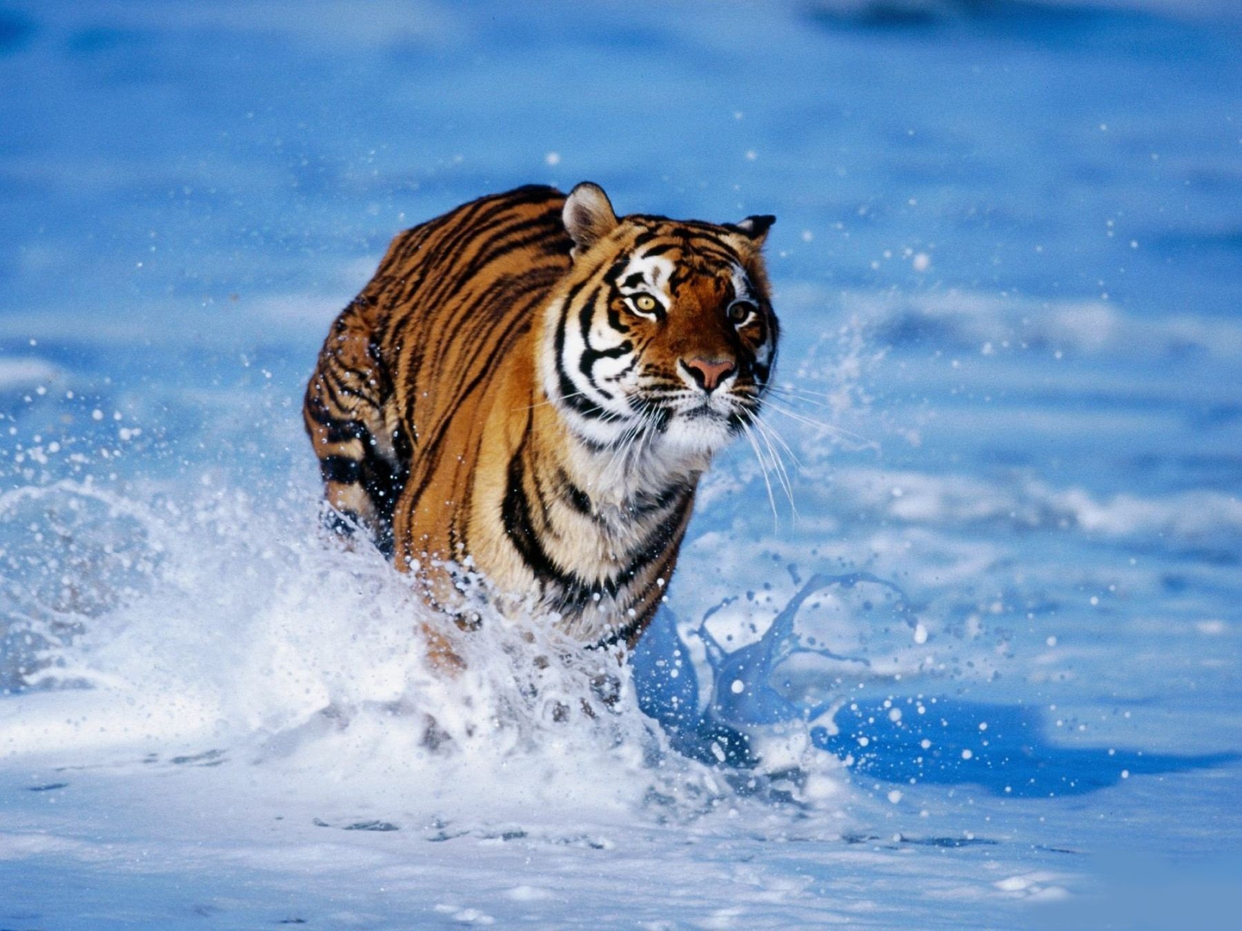 A tiger splashes through water, its powerful body creating waves as it moves confidently in a vibrant blue environment.