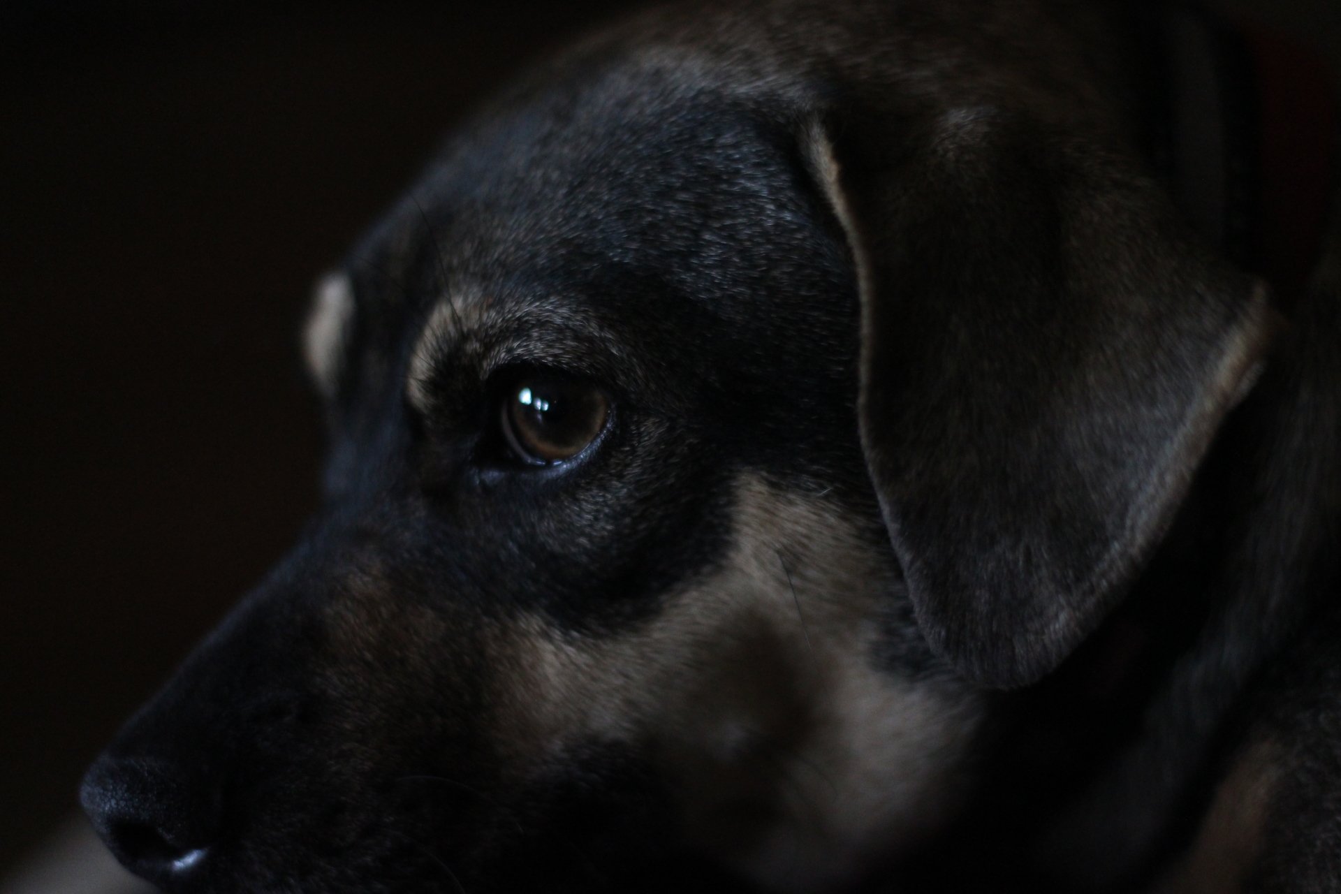 Close-up of a dog's face, highlighting its expressive dark eyes and short fur in low lighting.