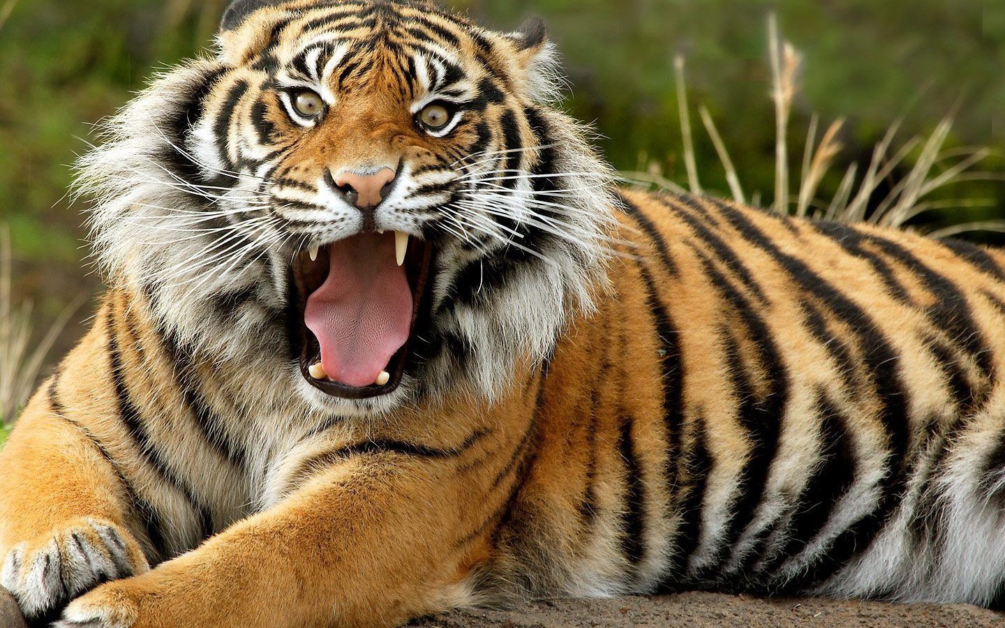 A Sumatran tiger lies on the ground, roaring with its mouth wide open, showcasing its striking orange and black stripes amidst a natural background.